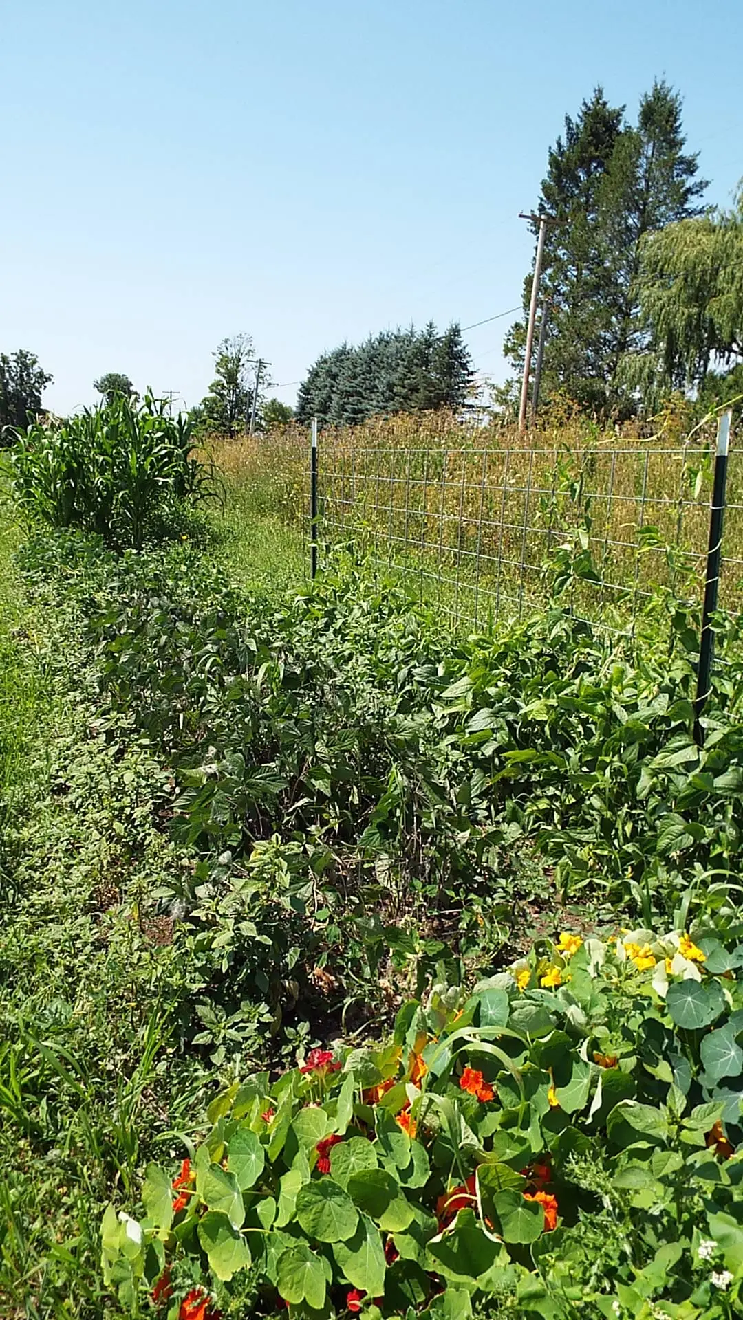 Three varieties of bush beans and a climbing bean sit between the corn and nasturtiums.