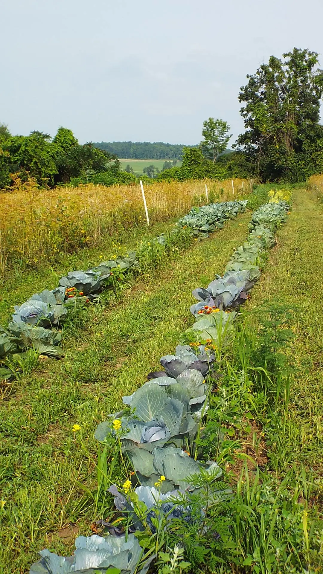 One end of the 6'x800' strip garden. 