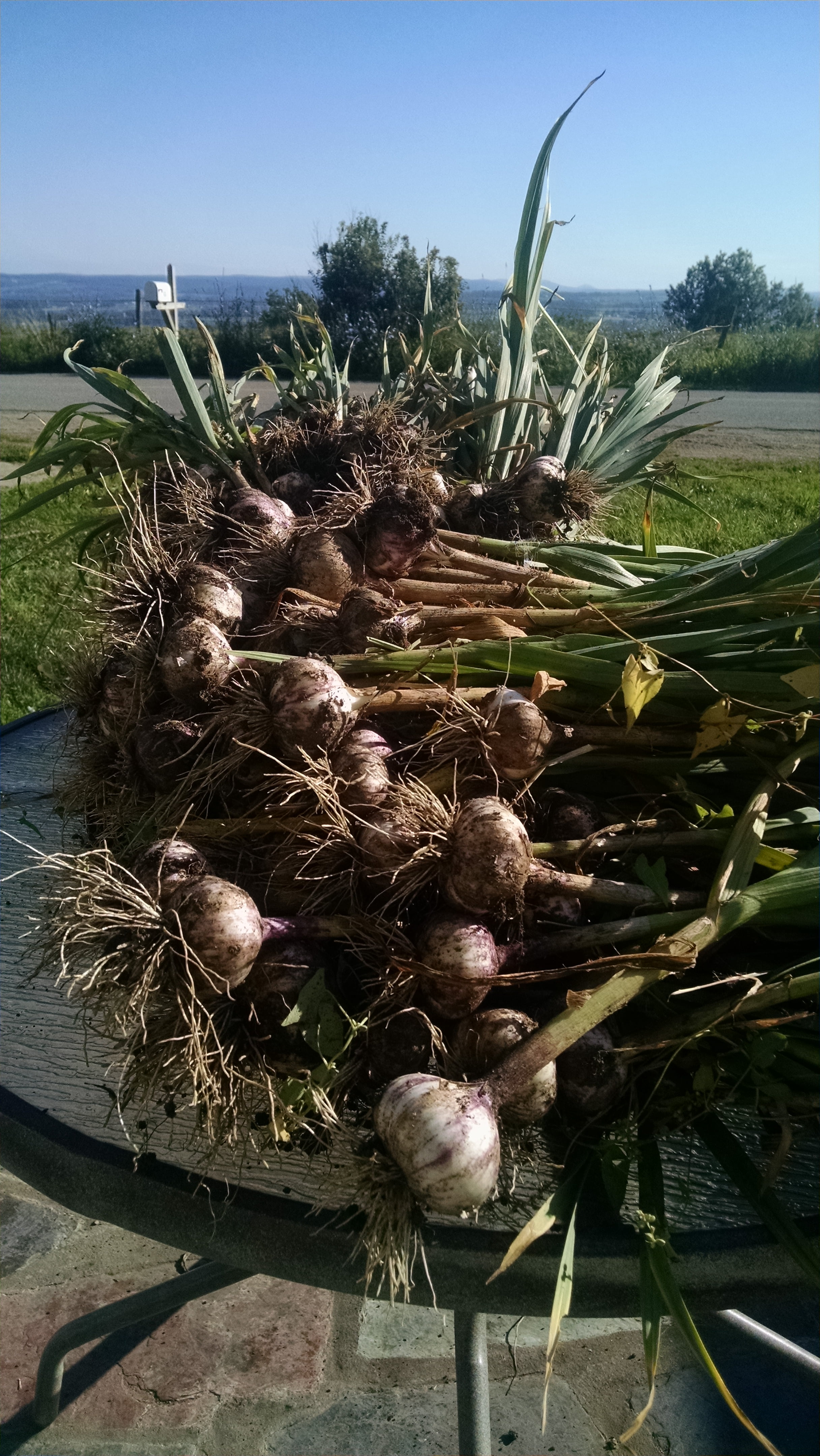 I pulled the garlic this week.