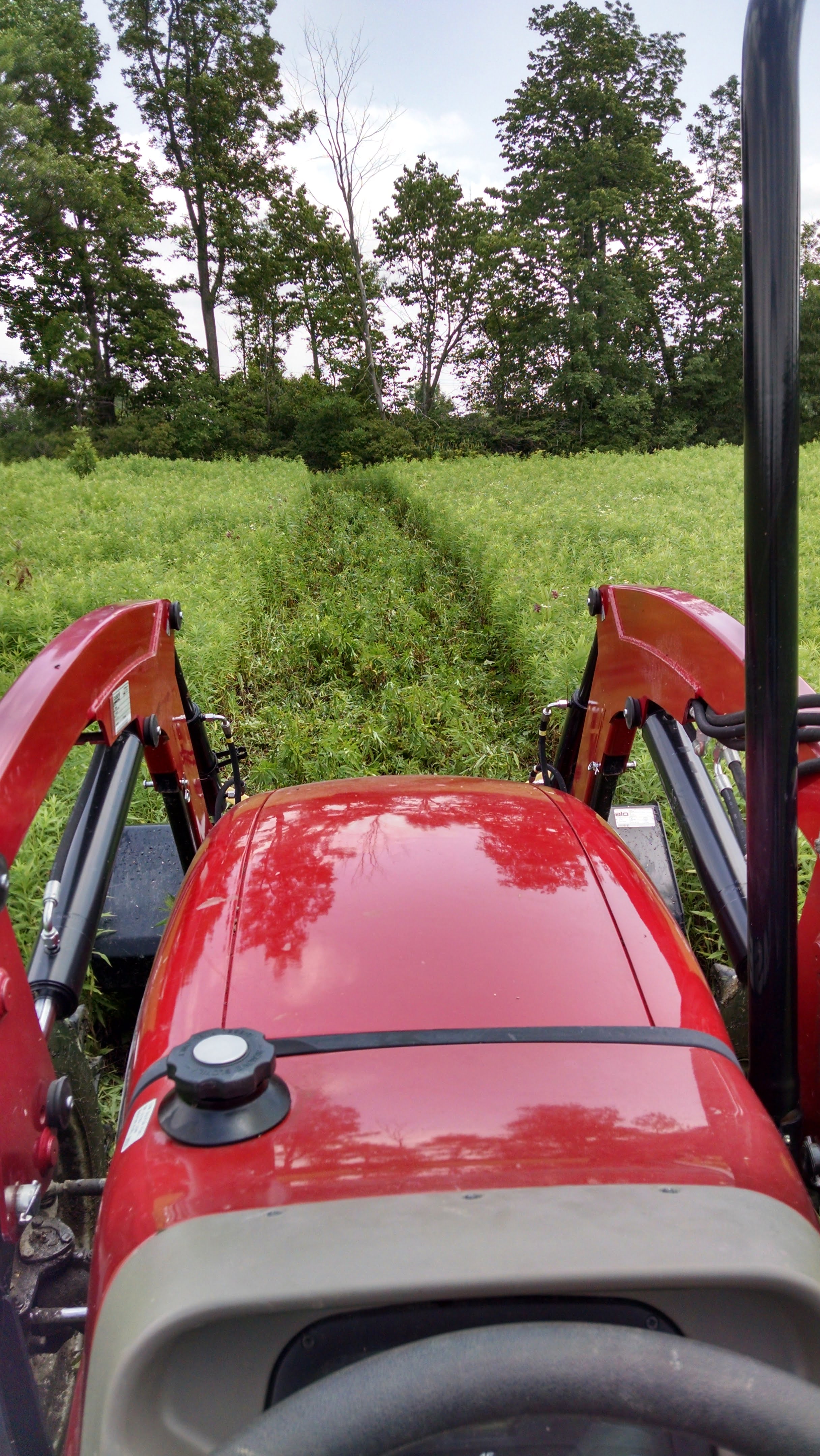 I can flatten the fencelines quickly with the back edge of the loader bucket.  Better results could be achieved with movers, crimper rollers, or some sort of dragged implement, but this is good enough and it doesn't require extra equipment or setup time.