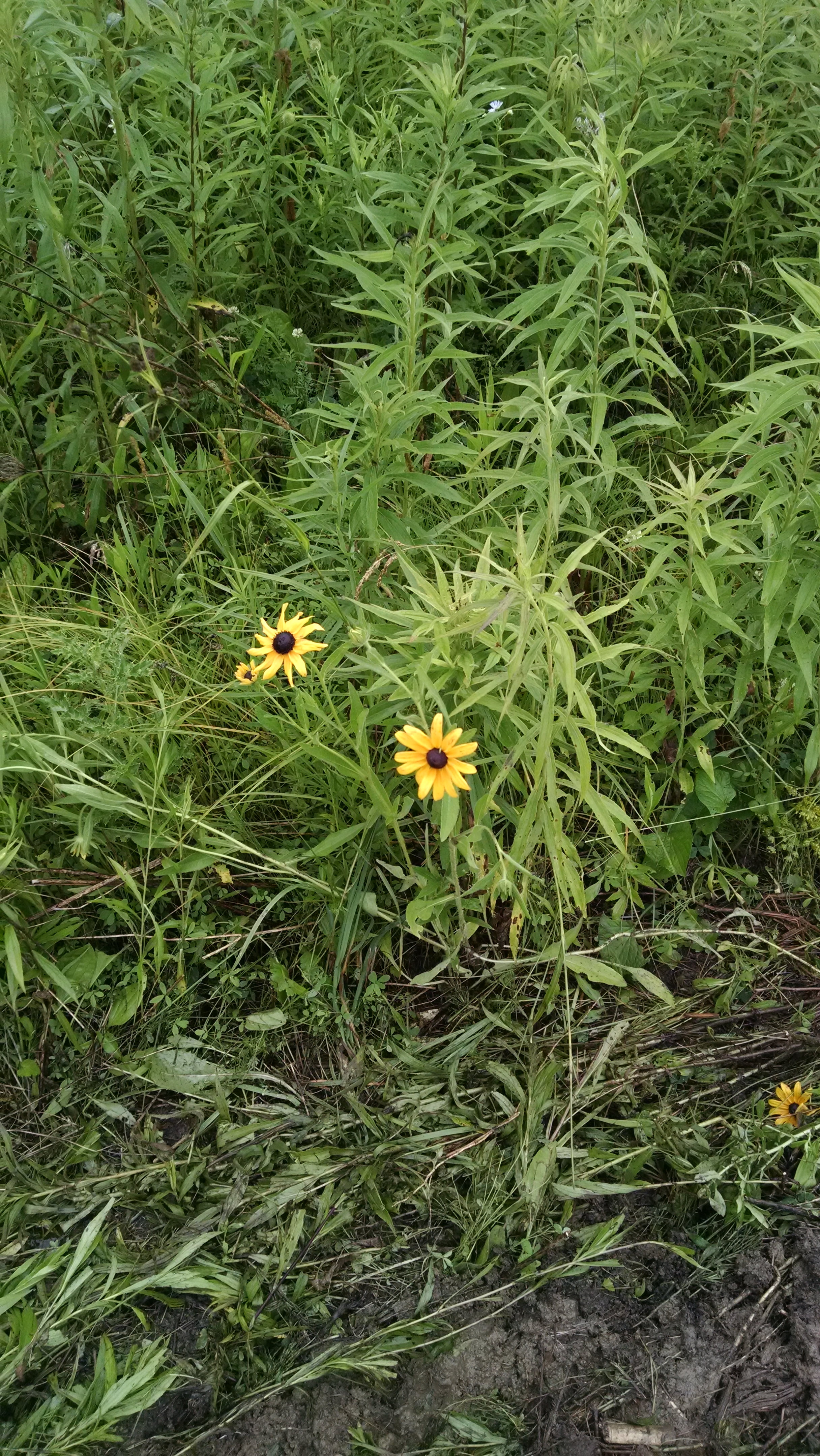 This is what we are starting with.  The dominant plant is goldenrod.  A few black eyed susans and ox eye daisies liven things up.  The understory has some grass and legume, but these are unable to compete with the goldenrod.  The field also contains scattered raspberry bushes, white oak and pine saplings, stands of mikweed, and a small patch of cattails in a mud hole.