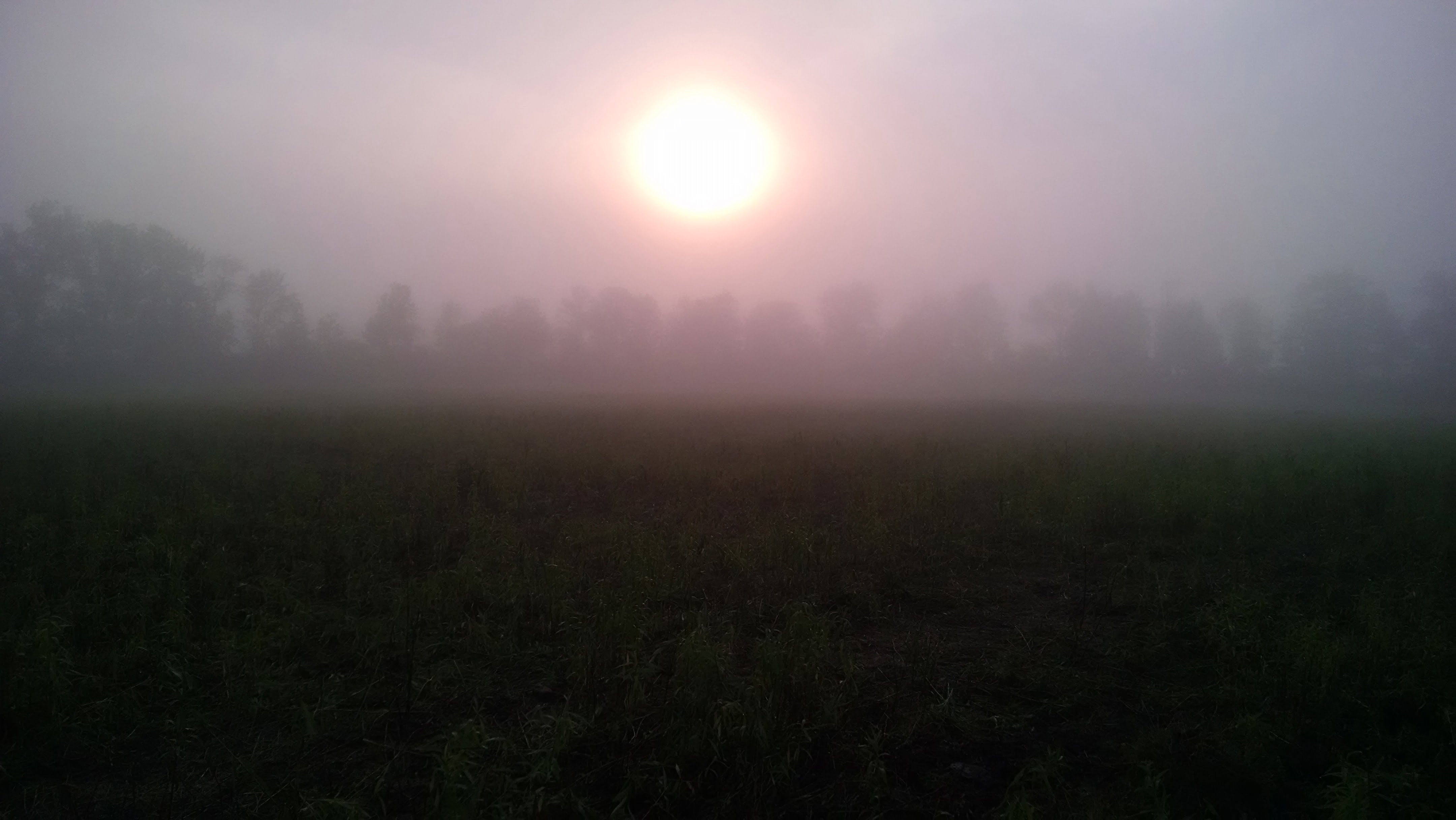 Looking over the previous day's grazing while doing the morning pasture rotation.  It took a long time this morning for the mist to burn off.