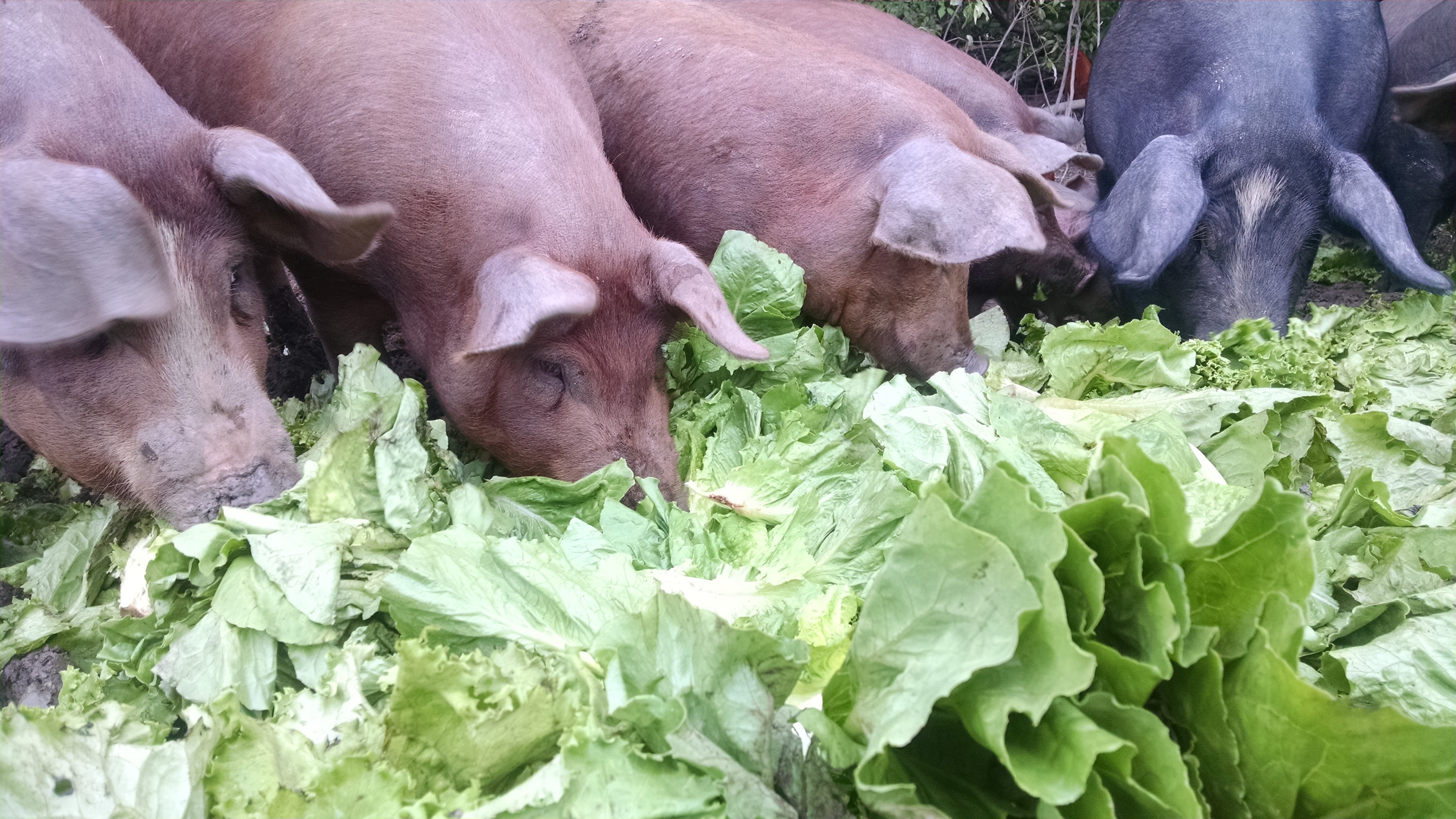 The pigs welcome the lettuce anyway.  Romaine and green leaf were on the menu.  Most of the heads were still crisp with just a little blackening on the edges.