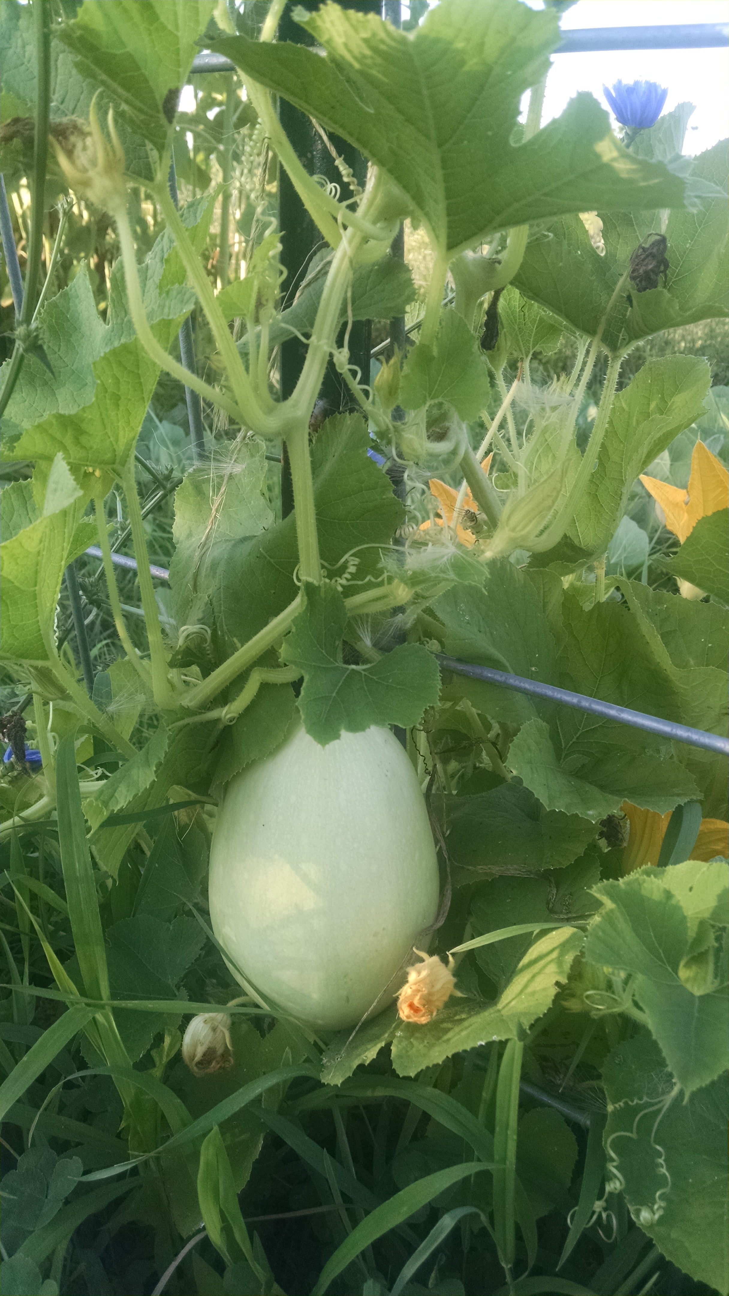 Spaghetti squash is coming along nicely.