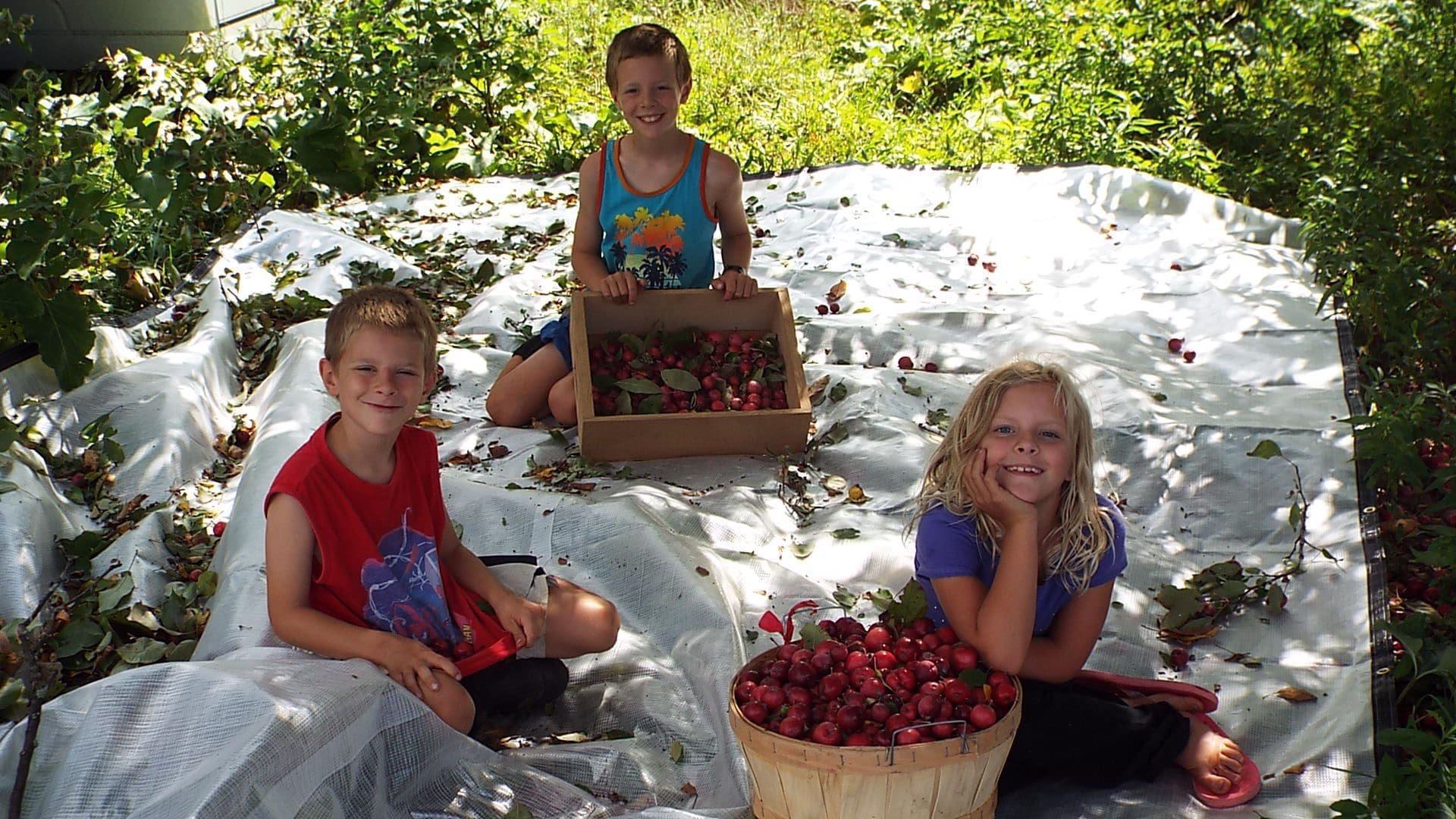 The kids helped with the harvest.  Our preferred method is to place a clean tarp under the tree and then to shake the branches to dislodge ripe fruit.