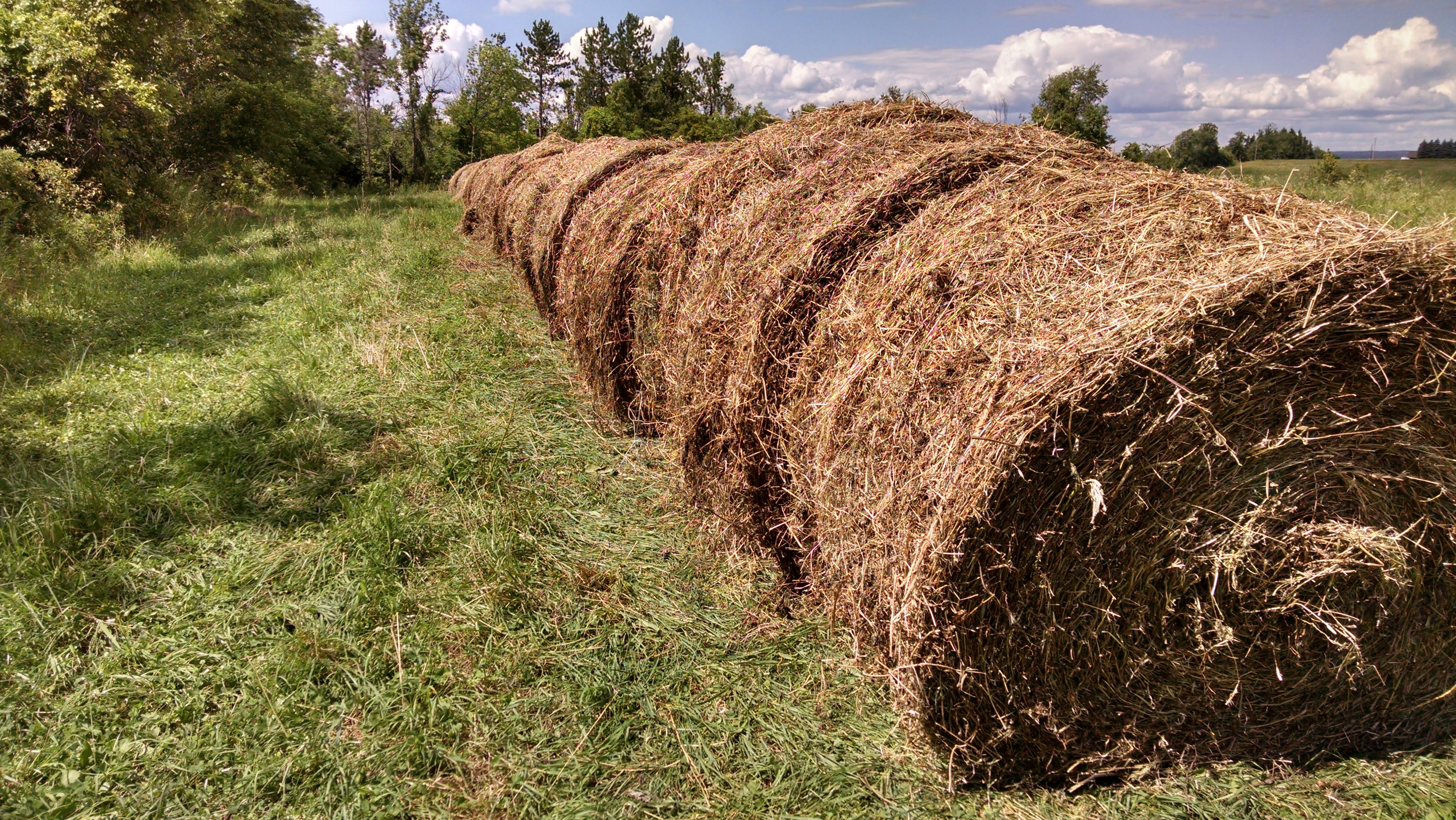 4x6 grass/clover bales