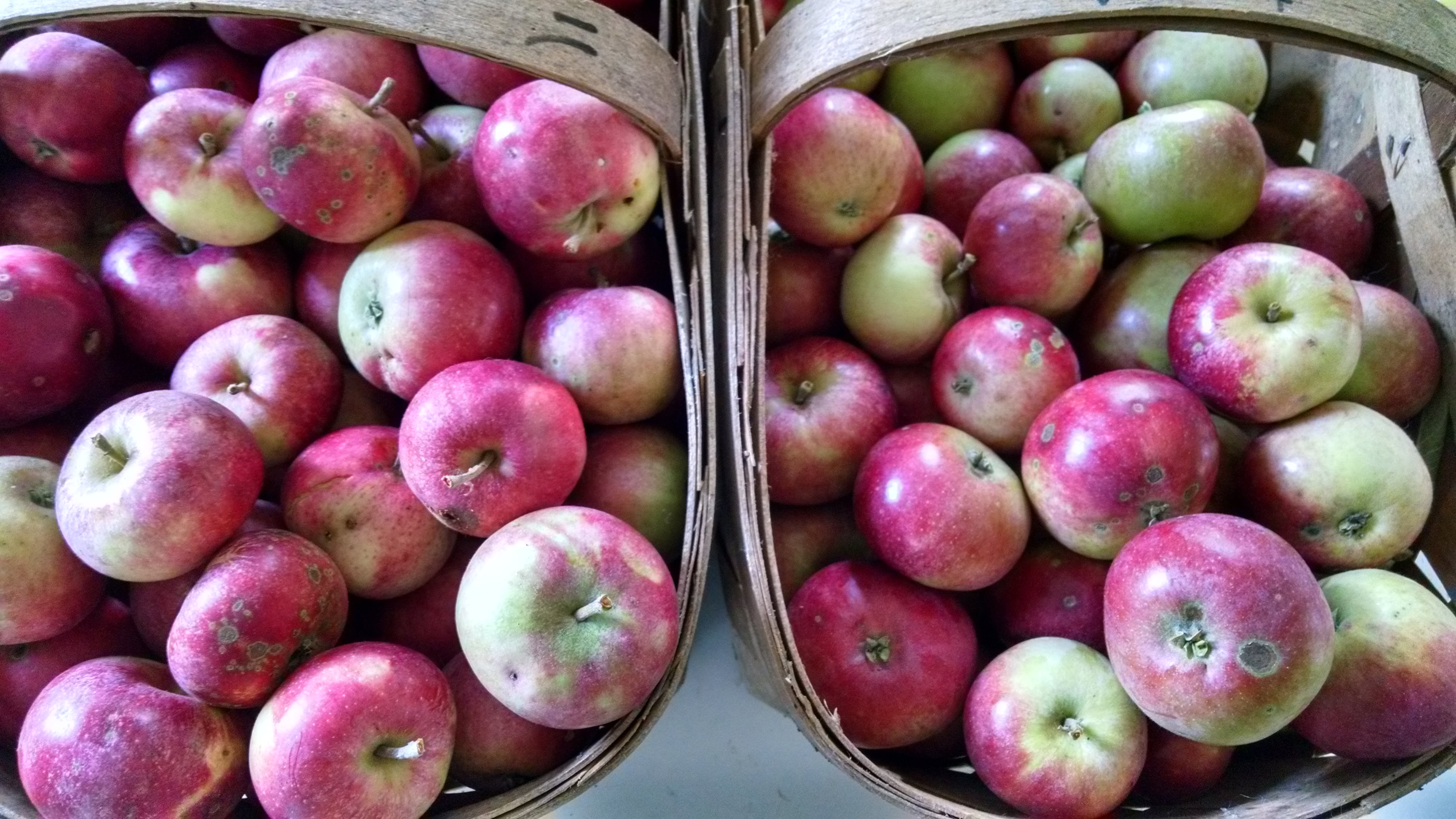 These August apples grow on one grafted limb of an ancient apple tree.  The other branches have  two other varieties of September apples.