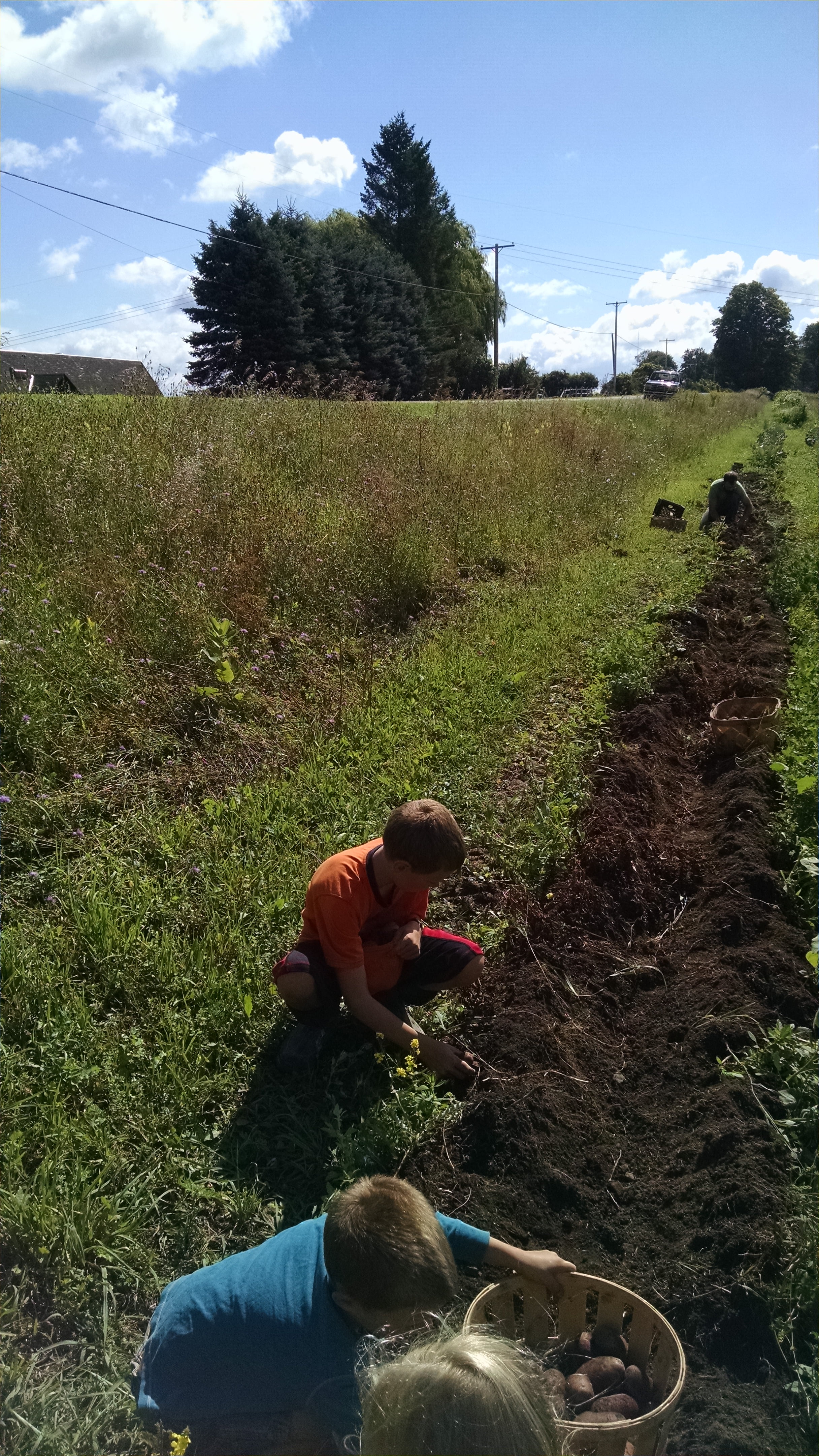 We gathered most on the first pass, followed up by ploughing on either side of the first row, and finished up with minimal work.