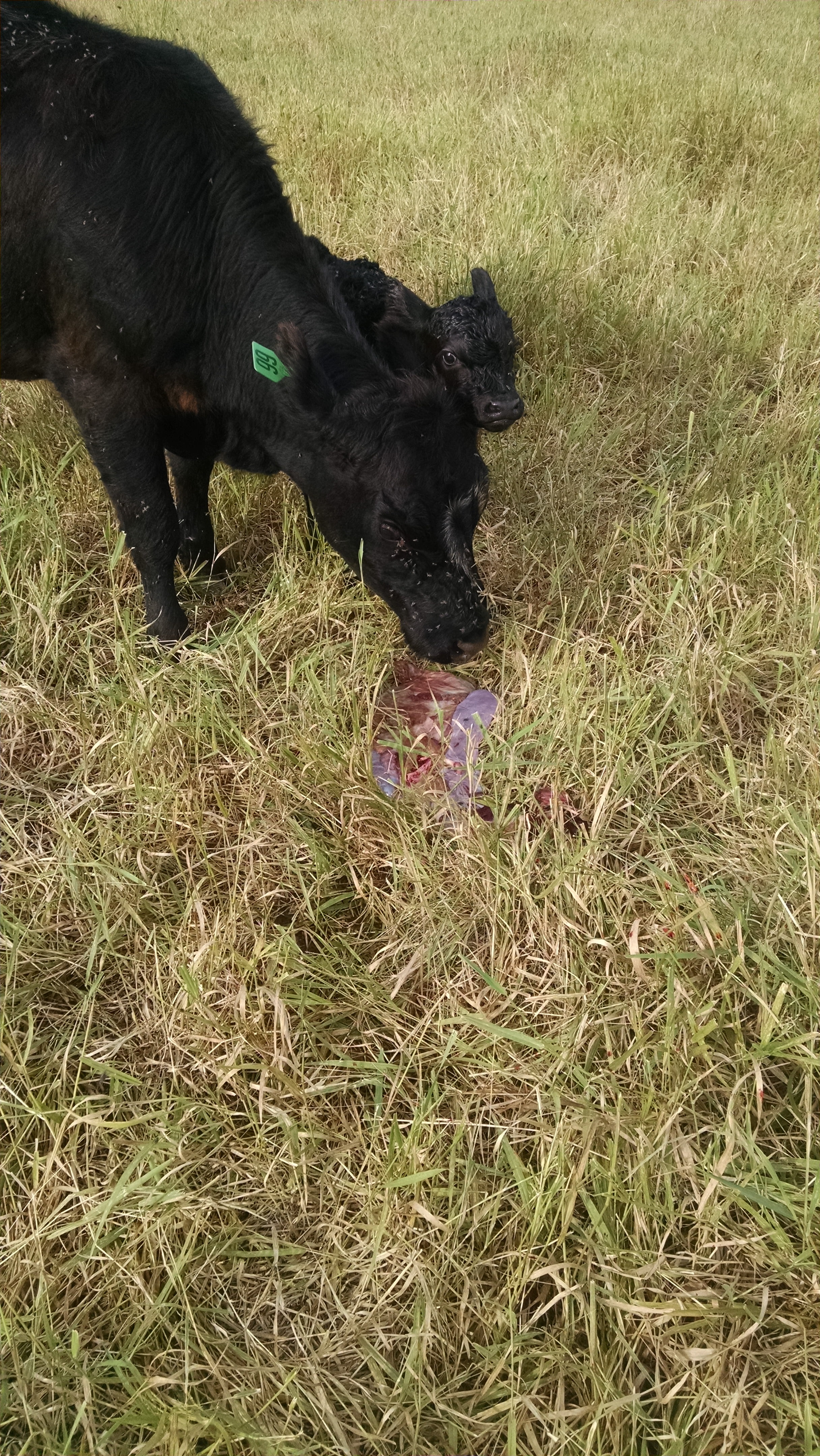 Newborn bull calf wondering what his mother is up to.