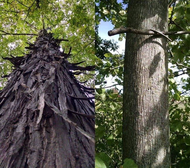 Shagbark versus smoothbark hickory trees. Guess which is which.
