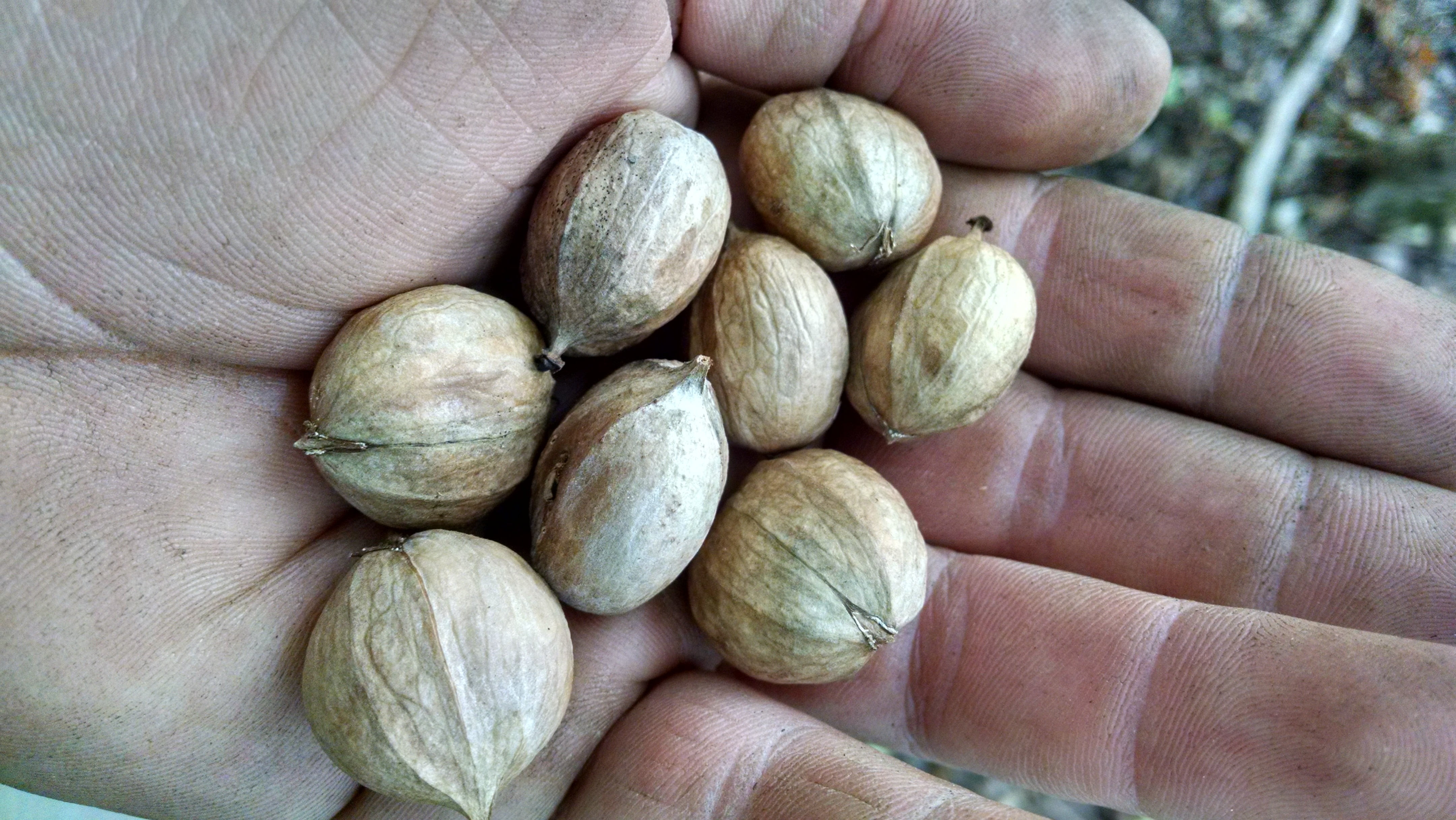Both varieties of nuts have kernels about the same size after the hull is removed.
