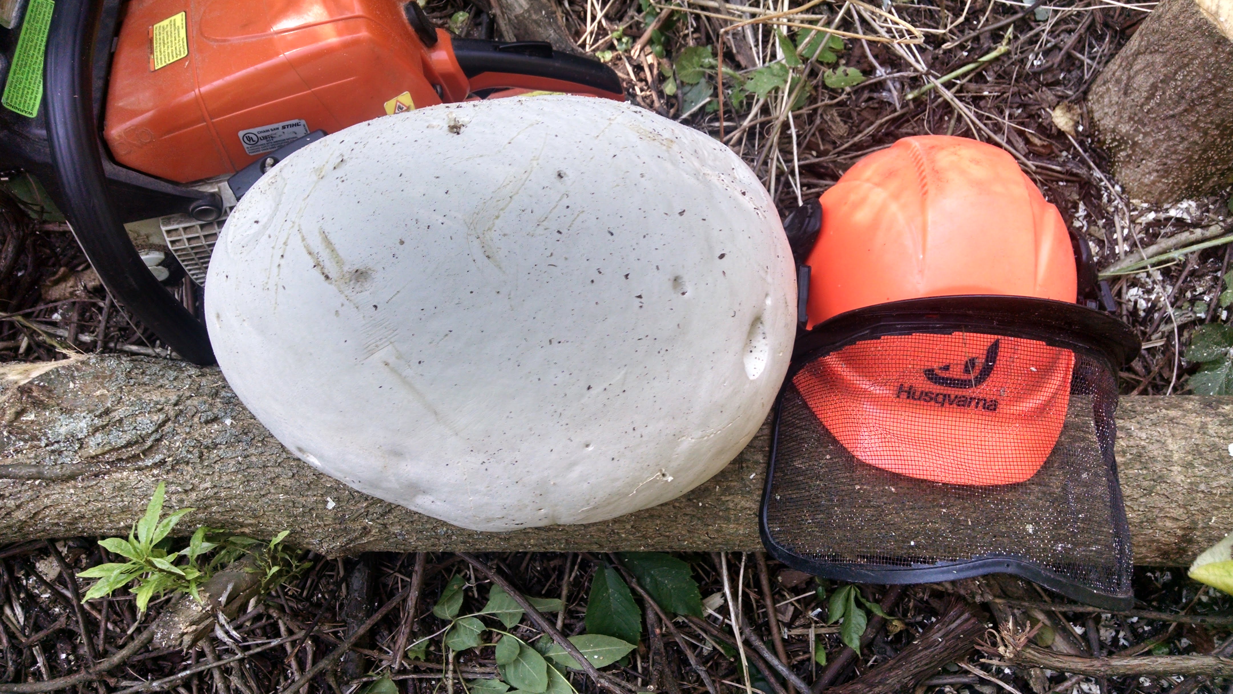 This is the monster puffball I found last year.  Last year's mushroom came in a few weeks earlier, but perhaps that is due to the extended run of warm weather we've experienced recently.