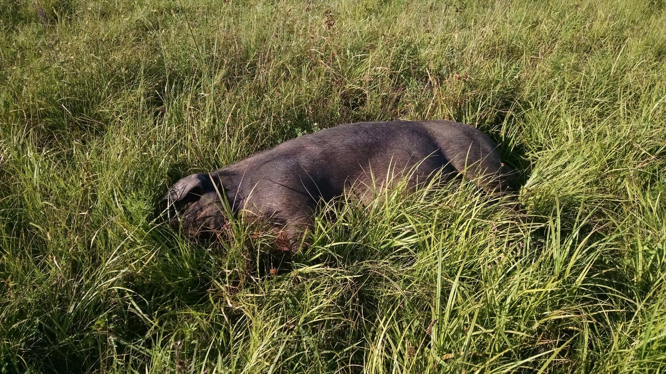 Cyprus doing one of the three things he knows how to do. Being a boar is simple. Sows need to be more versatile, but boars ... not so much.