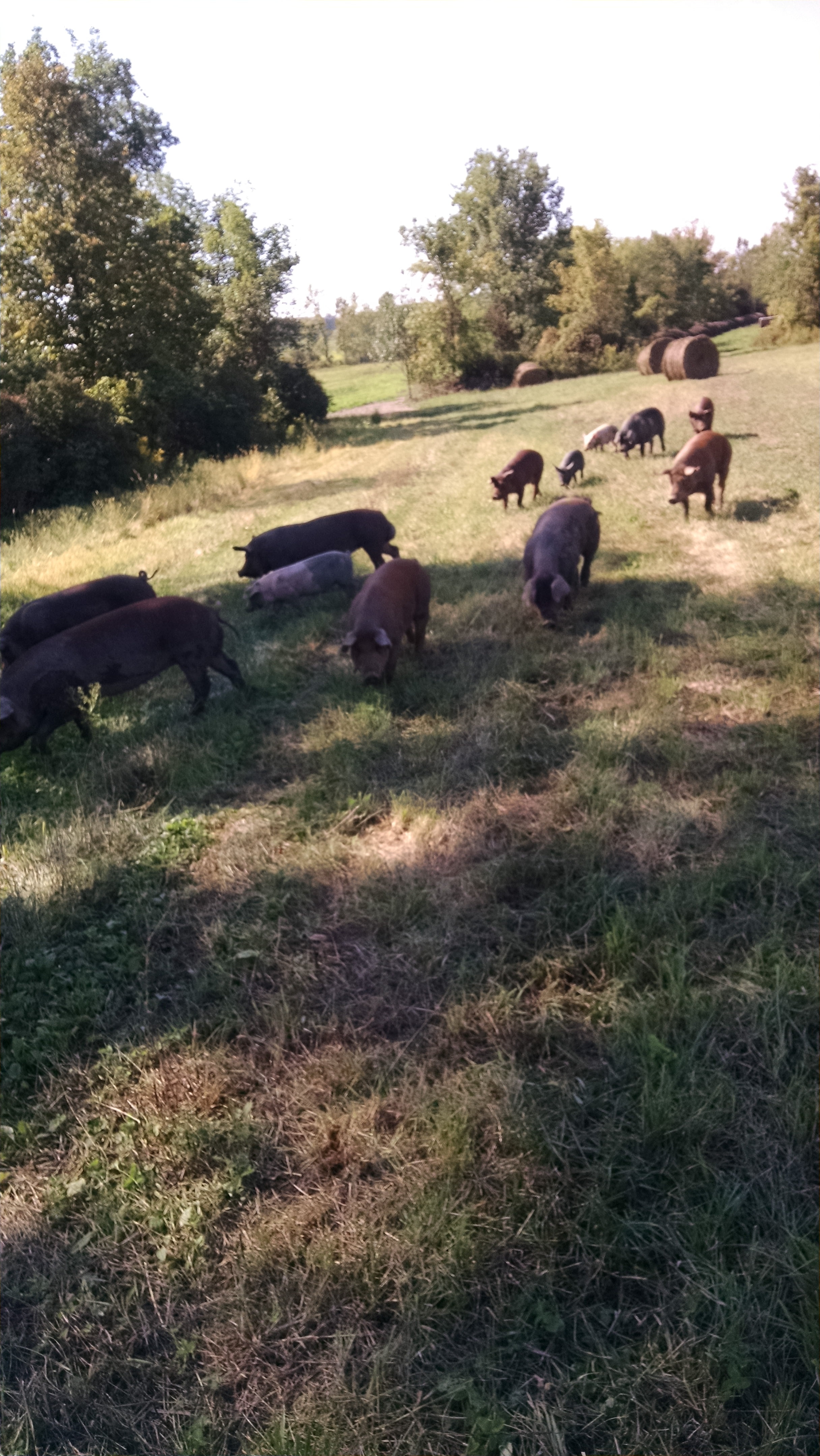 The picture is blurry, but that's because I took it while walking backwards.  The kids were with me when we encountered this group of a dozen pigs meandering through the hedgerows eating fallen apples.  We grabbed some buckets and starting rattling the buckets (the pigs assume this means we have food for them), and they followed us a quarter mile back to where they were supposed to be.
