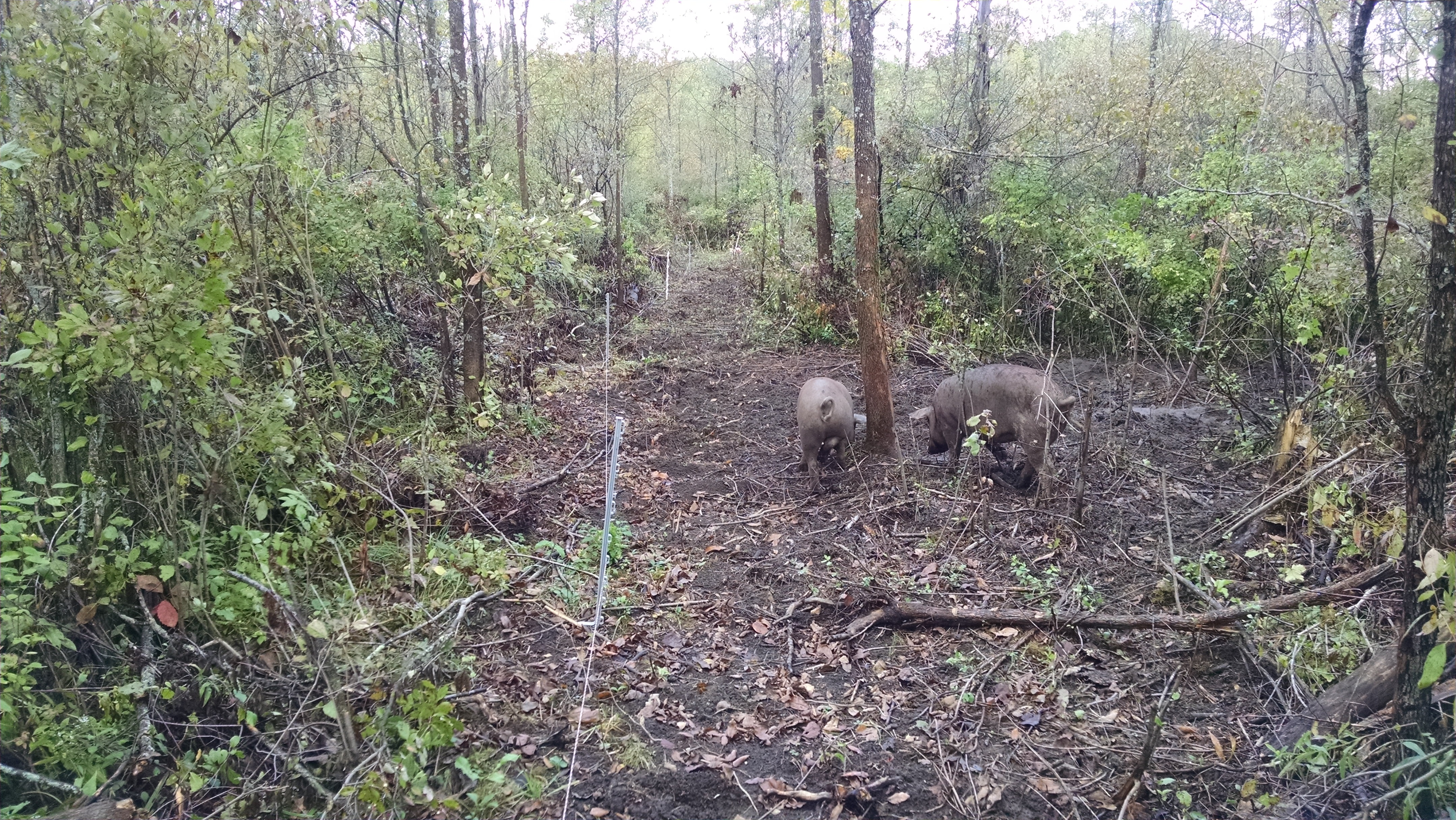 Walking the pigs' fenceline to make sure everything is secure.  The two gilts are taking a walk with me, perhaps to spy on my activities in planning their next breakout.