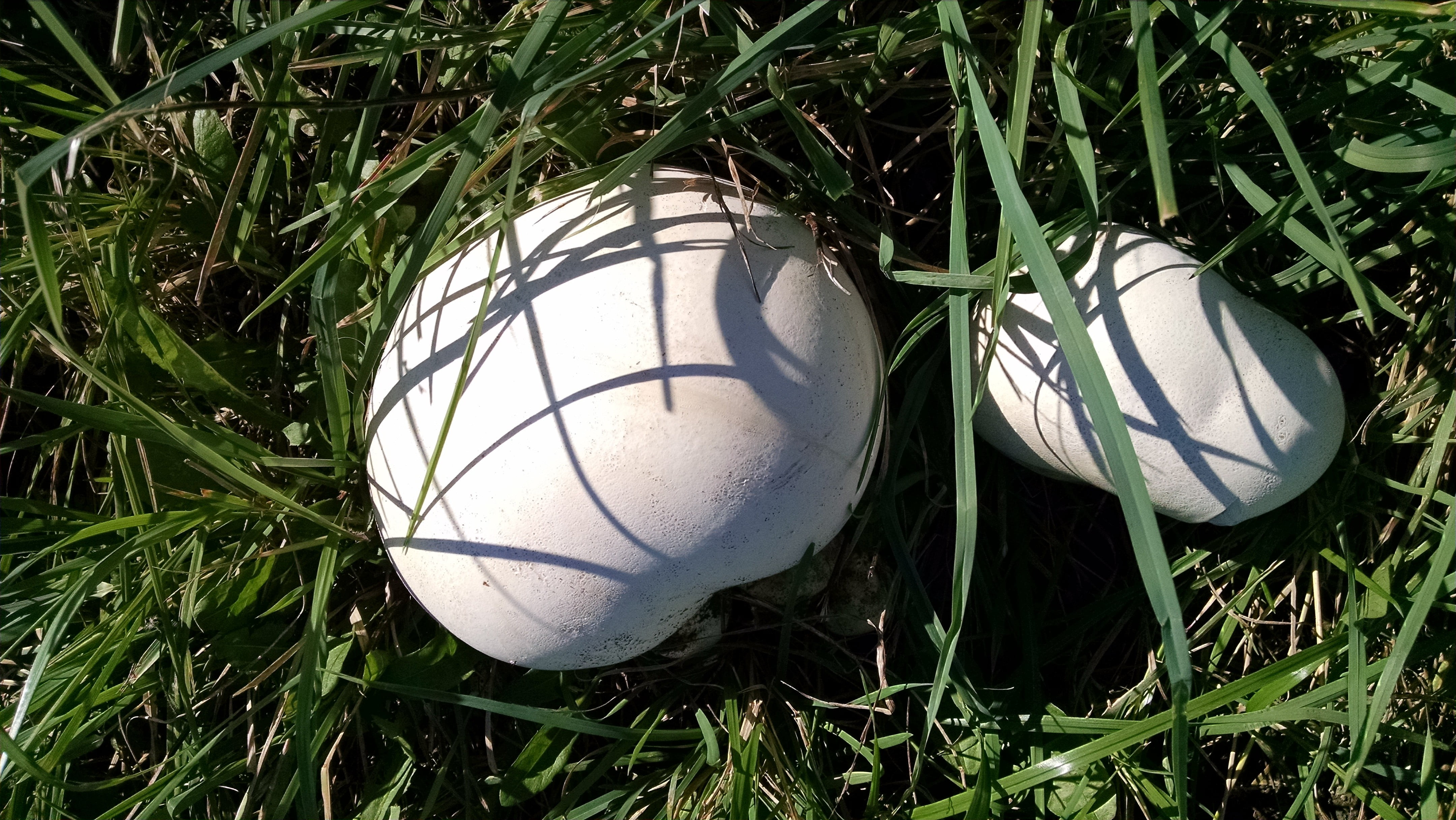 I found a half dozen puffballs in a field that had been mown for hay about two weeks before.  I'm not sure if this is just coincidence, but I usually only find puffballs in recently disturbed fields (either mowing or grazing).