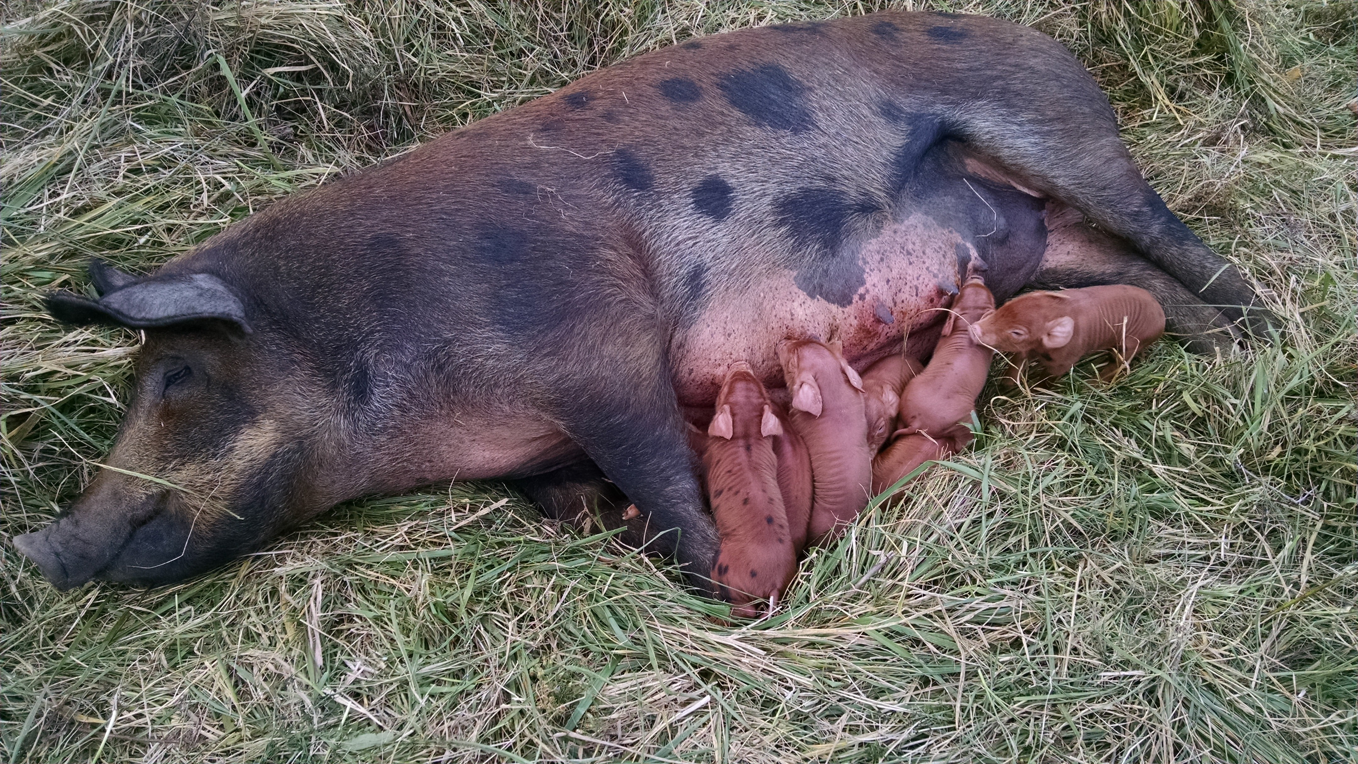 Snorkack in the zone.  She finished delivery just at dark tonight, so I don't have a final piglet count.