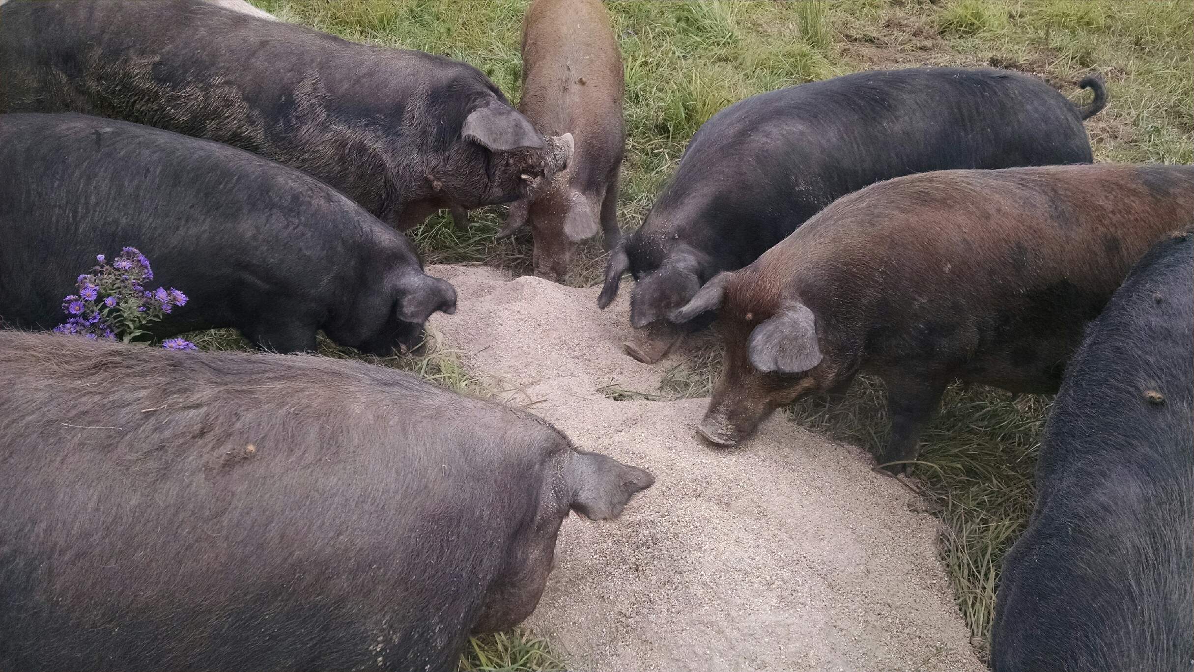 Pigs eating ground Italian chestnuts flour. The flour was being packed for retail sale, but during the packaging process bugs were discovered in it. We were able to get twelve tons of it just for the cost of shipping.