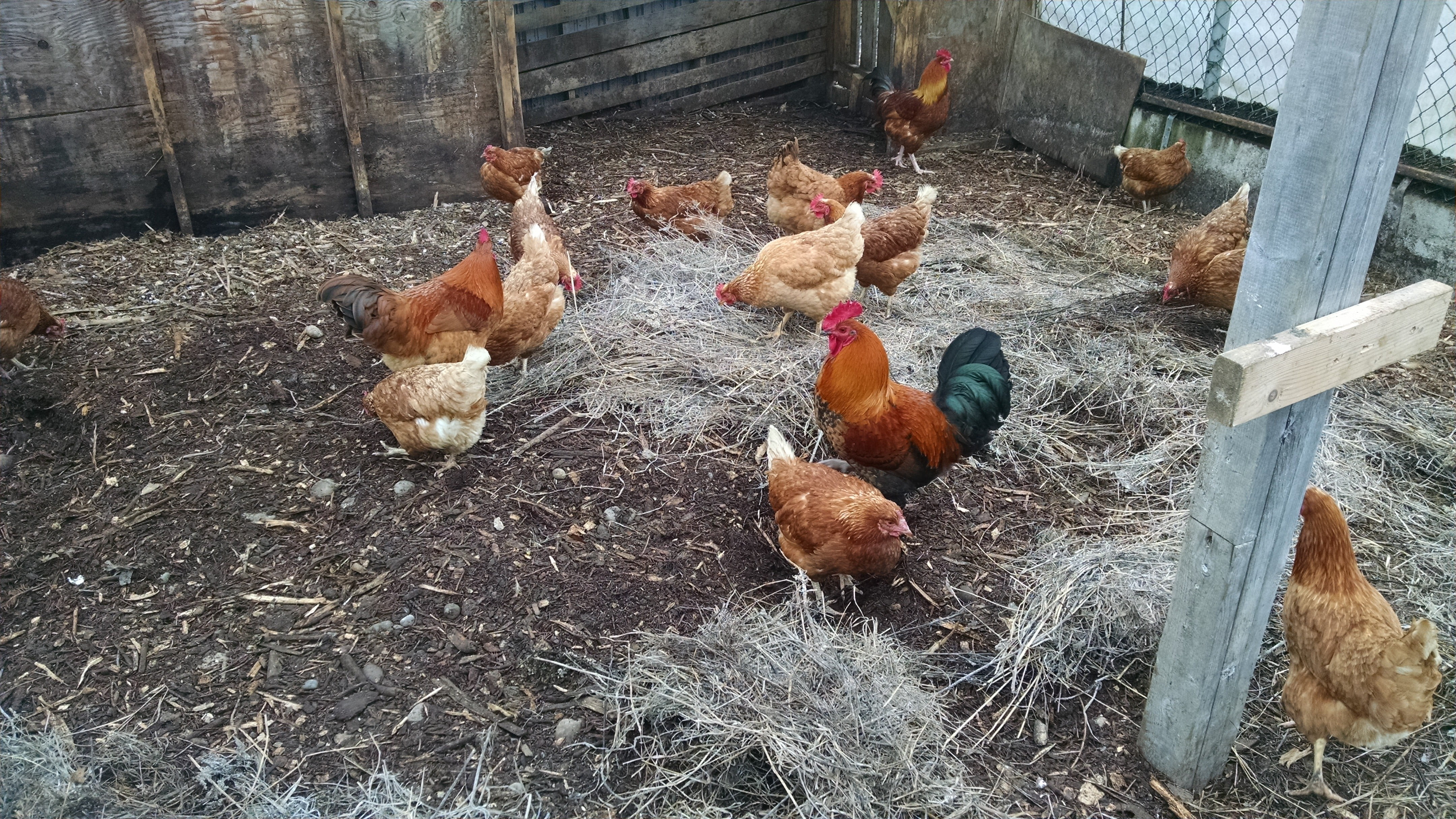 Yes , we have too many roosters. I need to make a butcher appointment for five roosters and a few older hens.