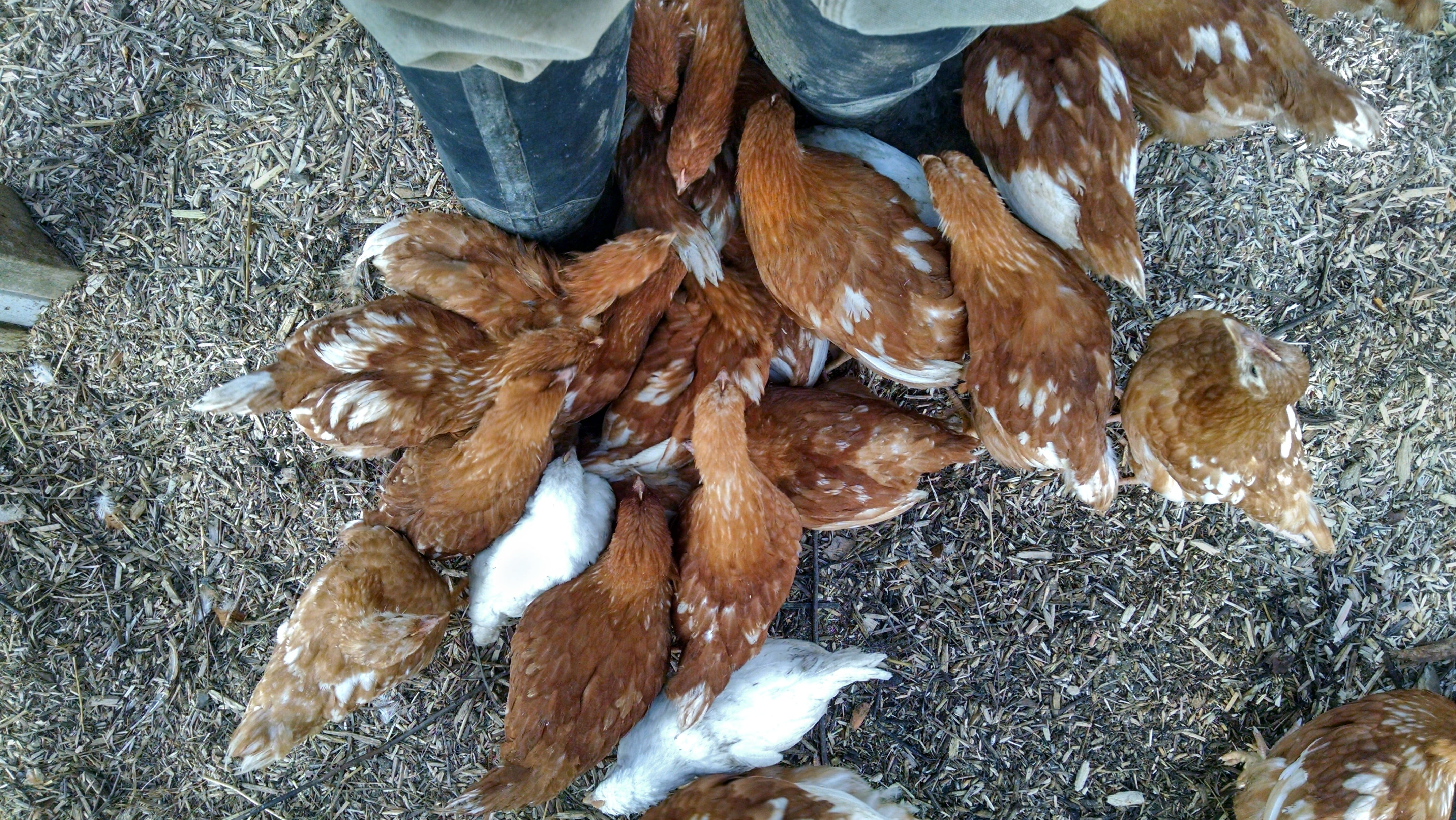 Chicks - Underfoot