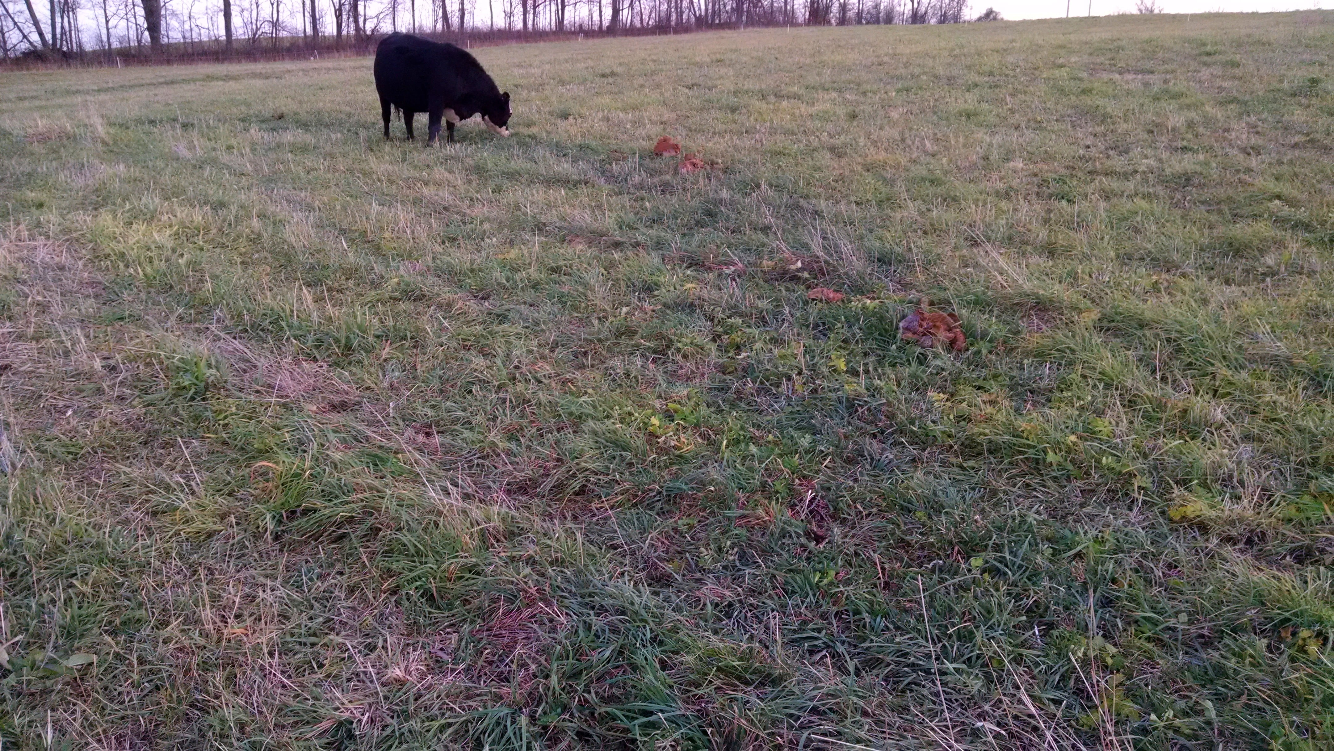 Fairy Ring