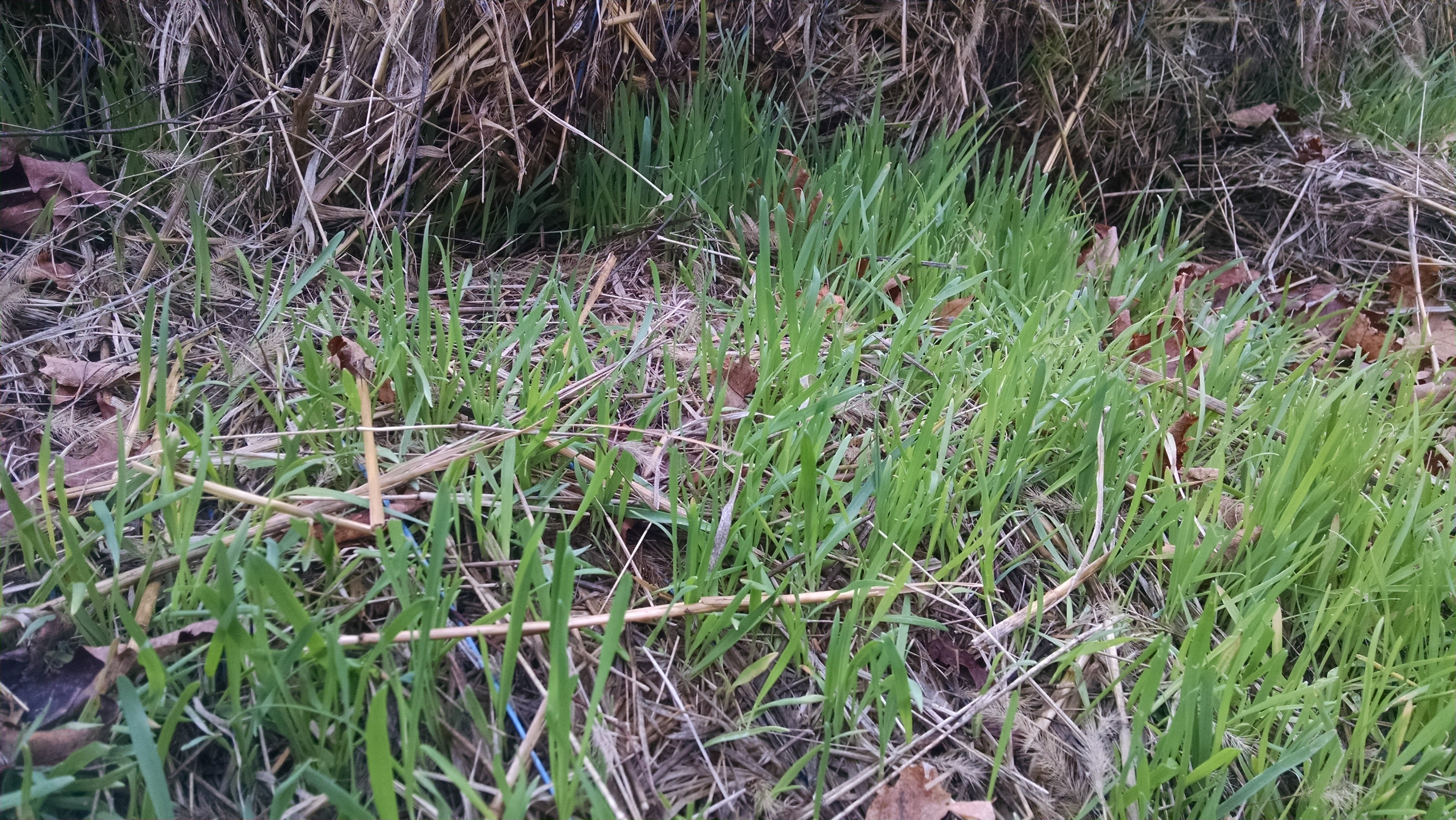 Oat Sprouts