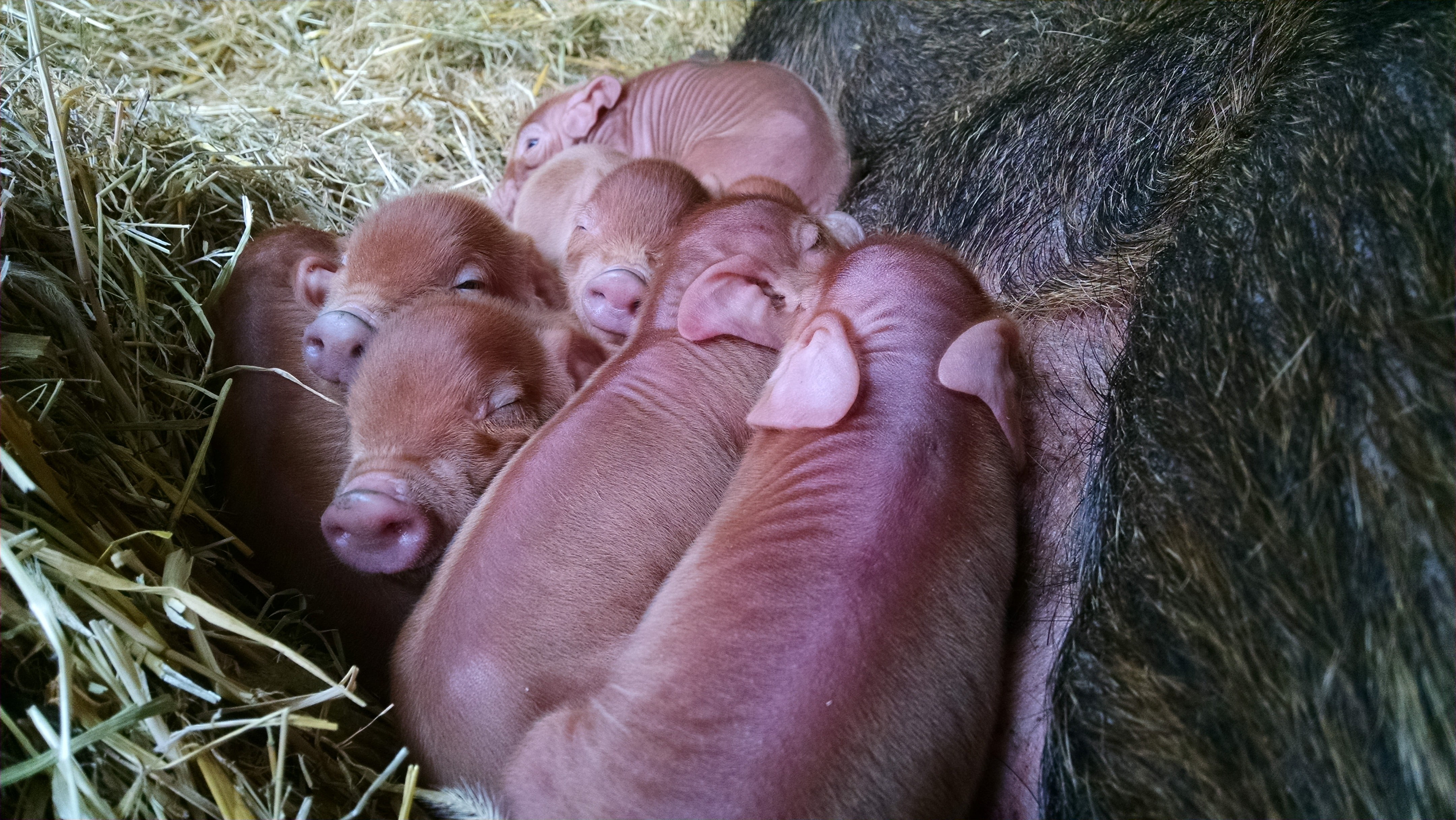 RW Piglets