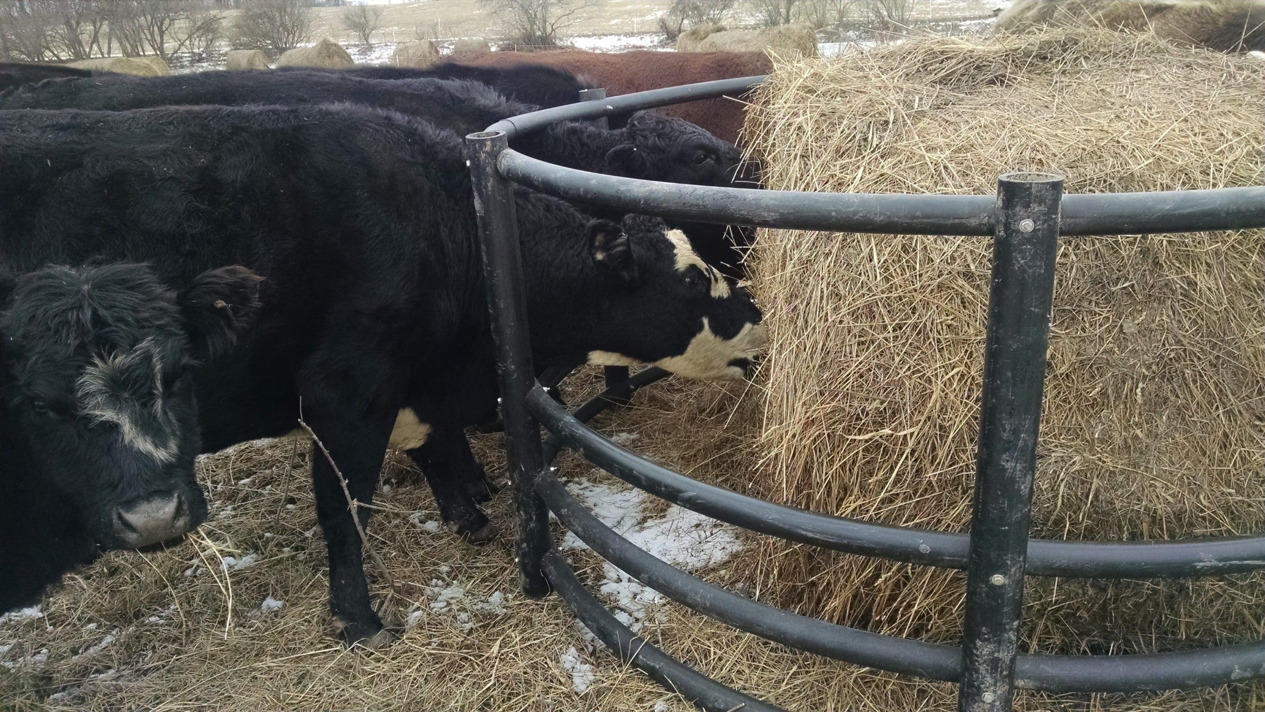 Poly Pipe Hay Bale Rings Wrong Direction Farm