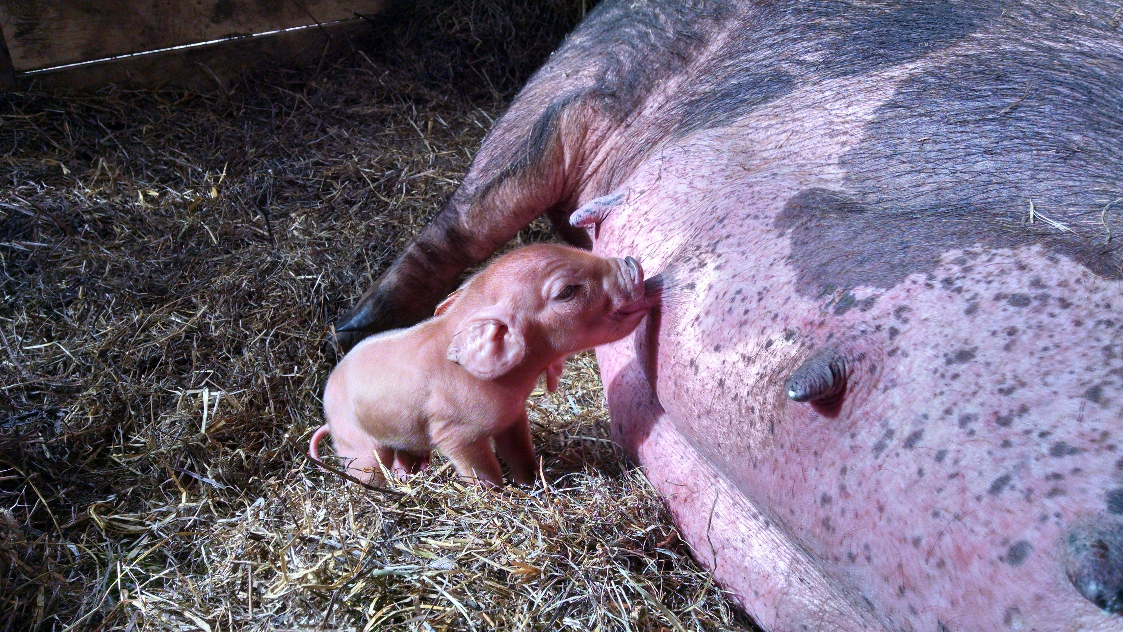 Piglet Nursing