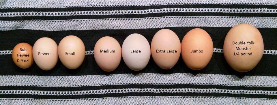 Egg Sizes Labeled