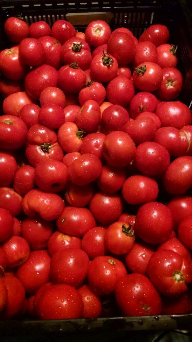 Canning Tomatoes