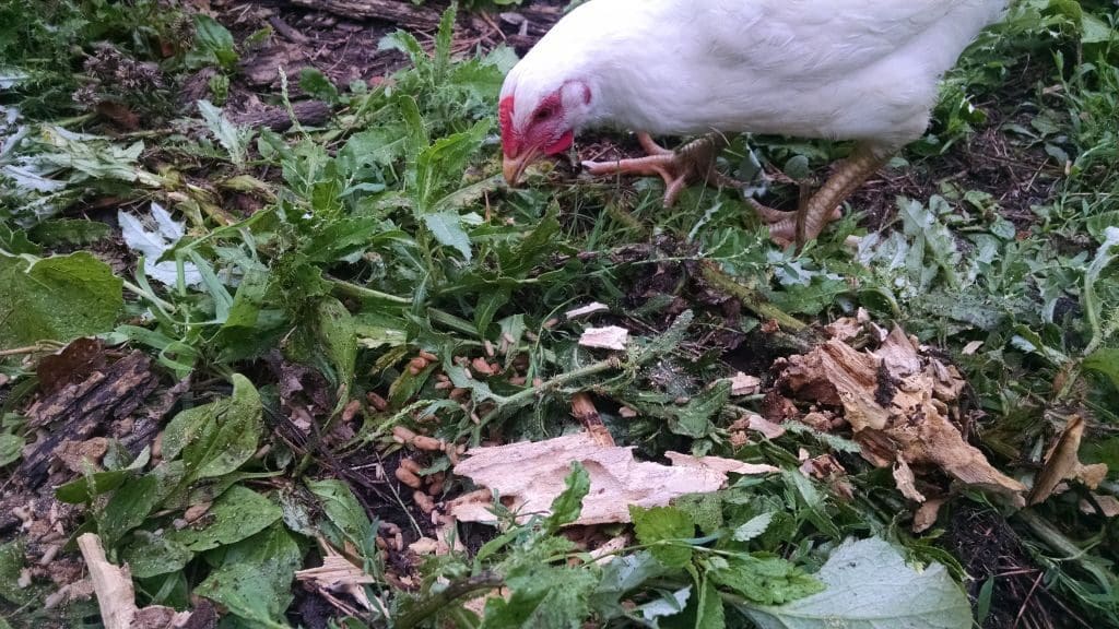 Chicken eating ants