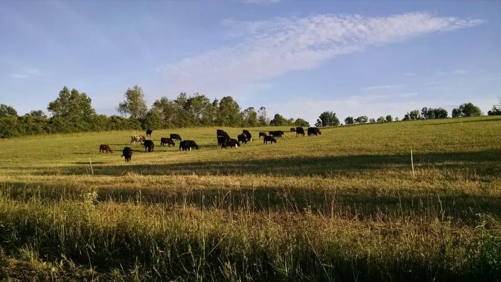 Grazing Down to the Nubs