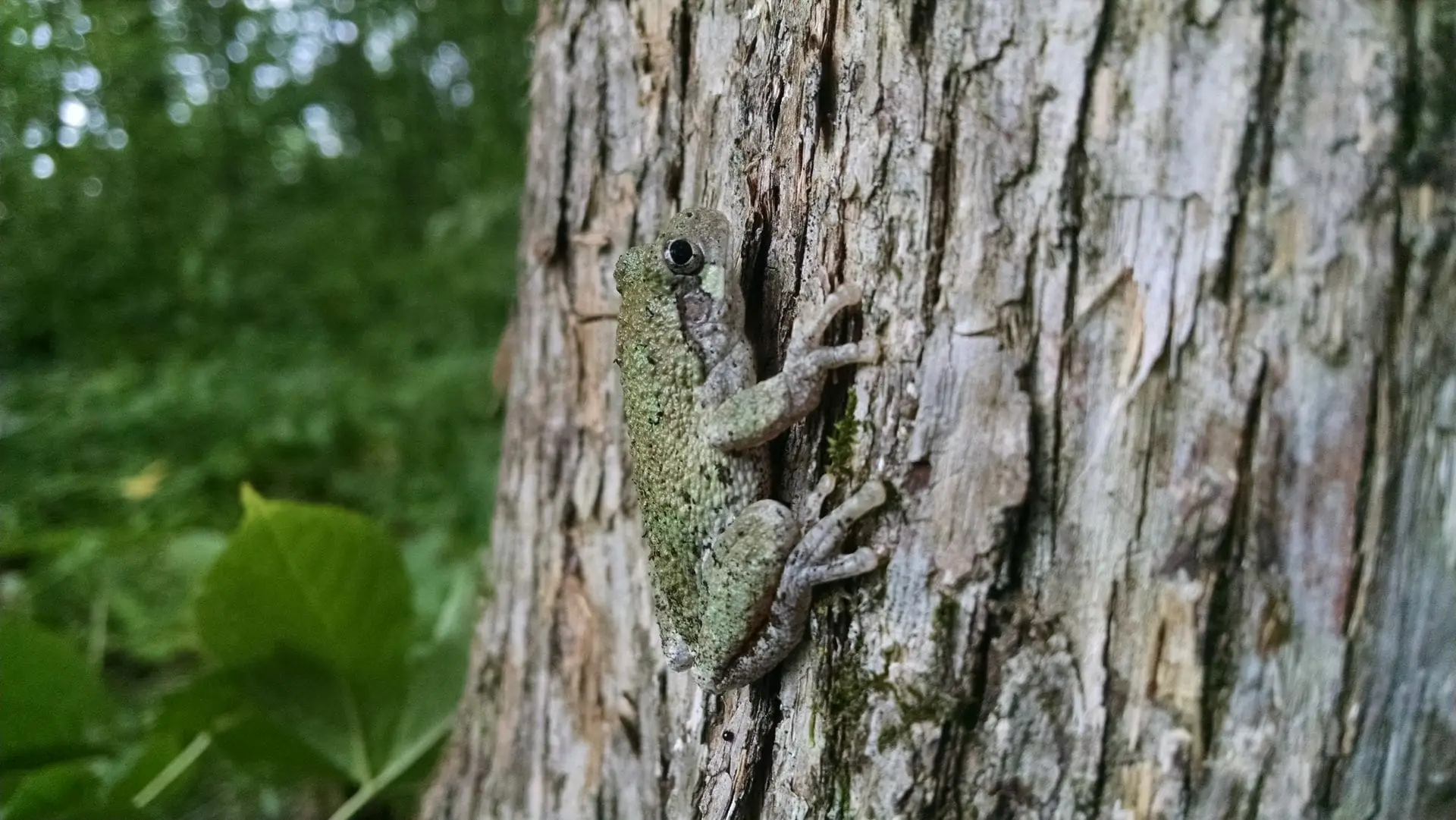 Tree Frog