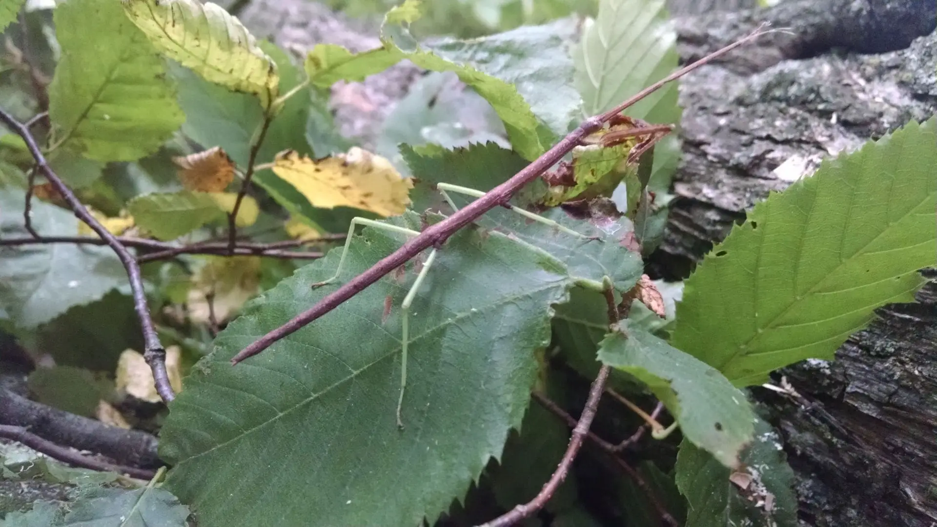 Walking Stick