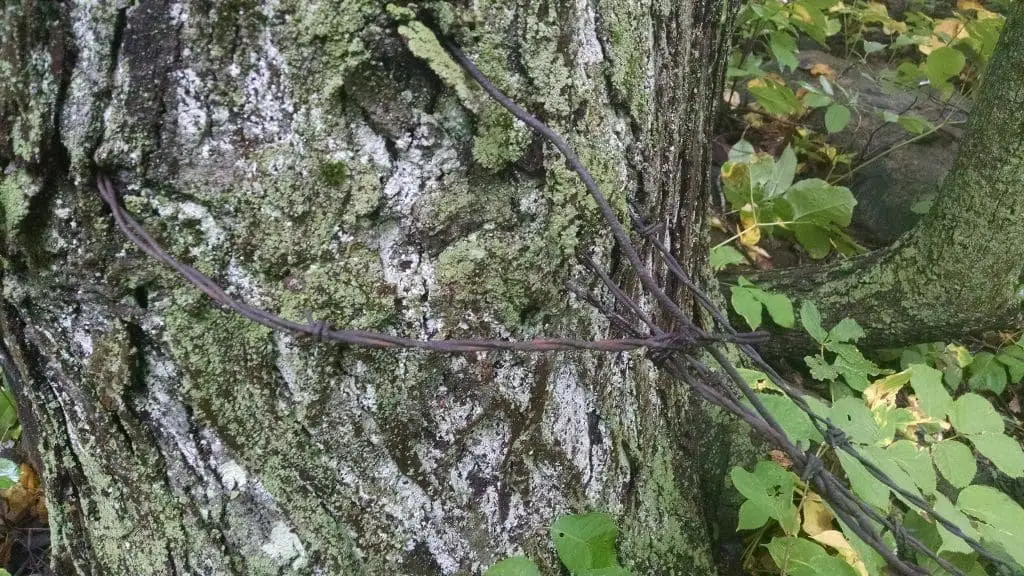 Barbed Wire Embedded