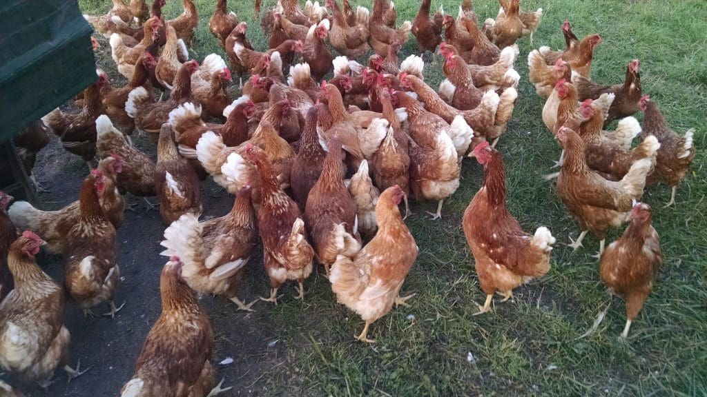 Chicken Scrum