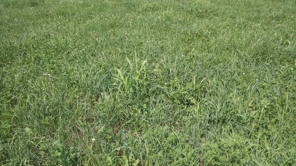 Millet Growing