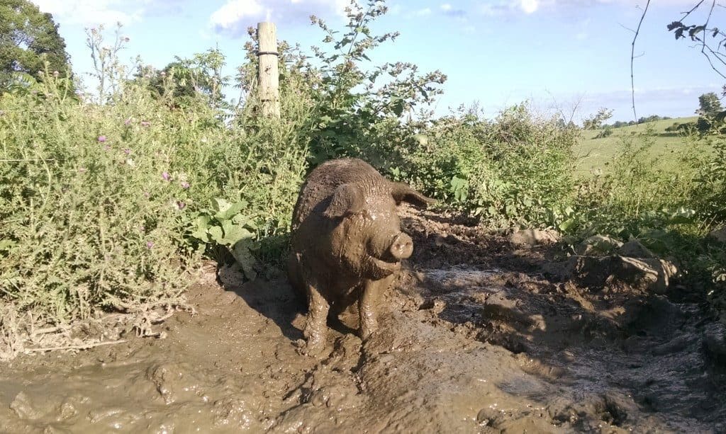 Muddy Sow