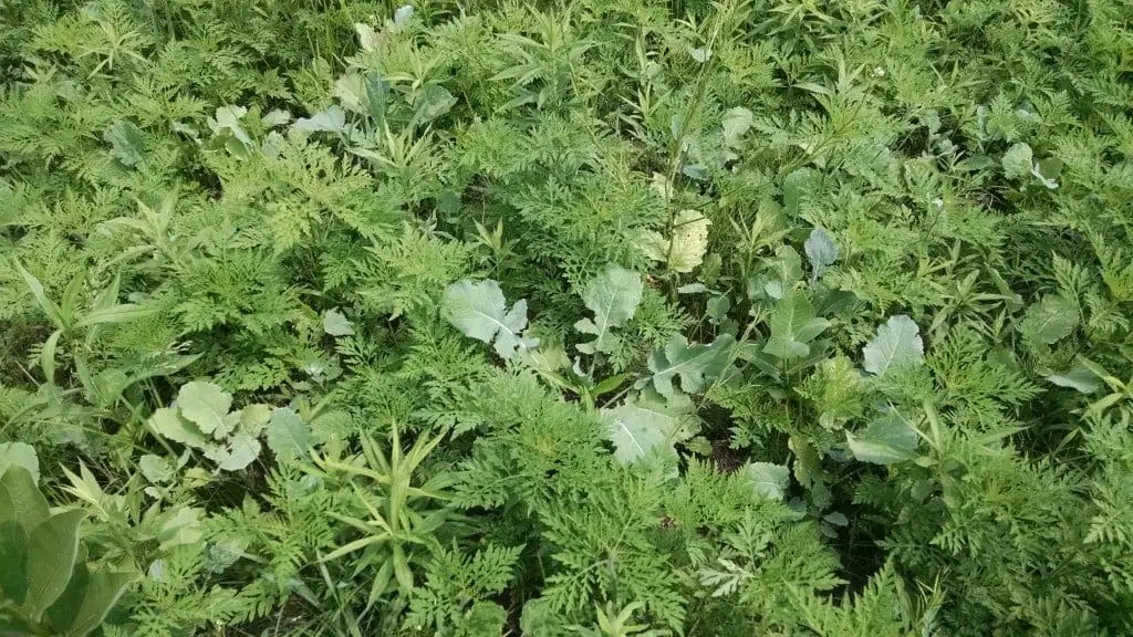 Rape Growing in Weeds