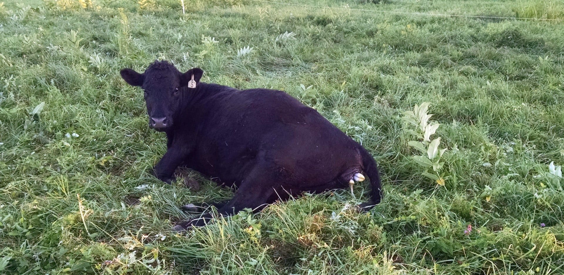 b5-calving