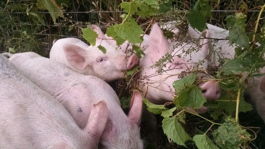 piglets-grape-vines