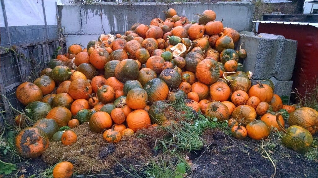 pumpkin-pile