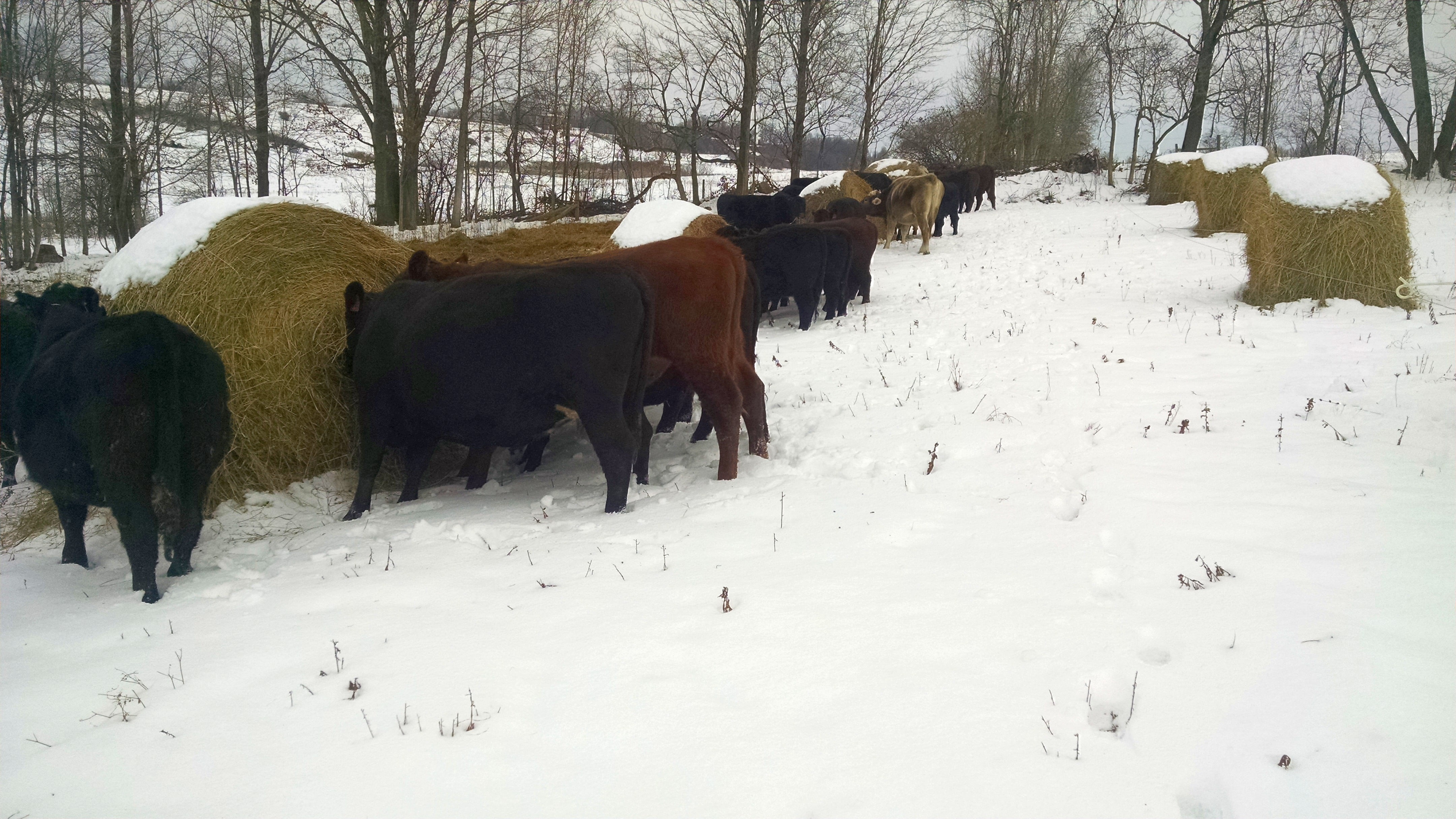 bale-grazing-dec-2016