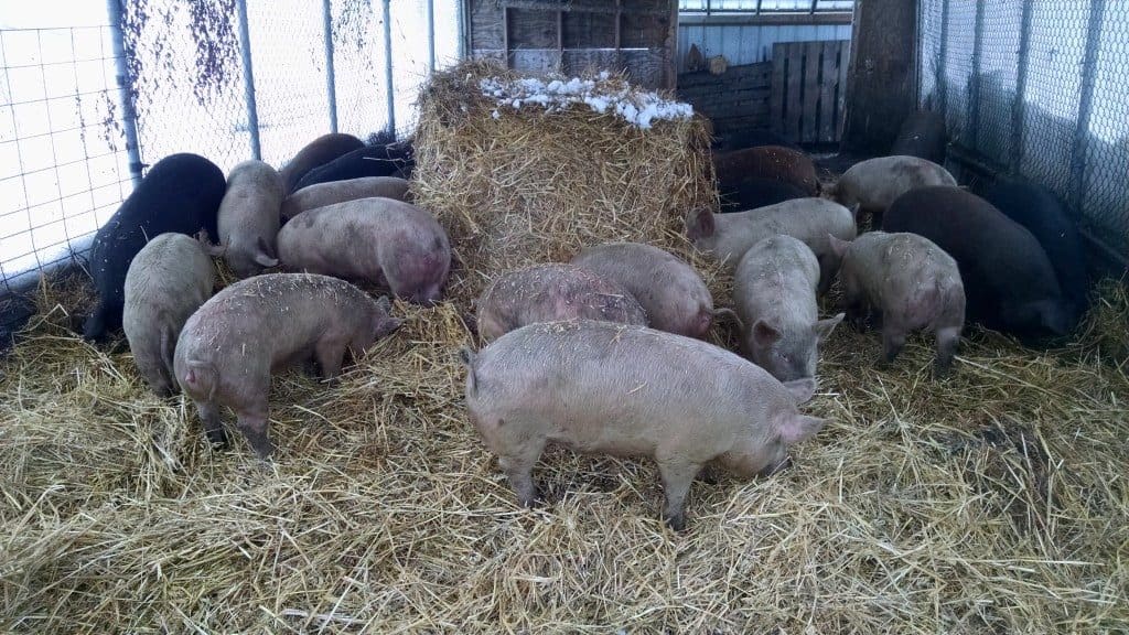 pigs-straw-bales