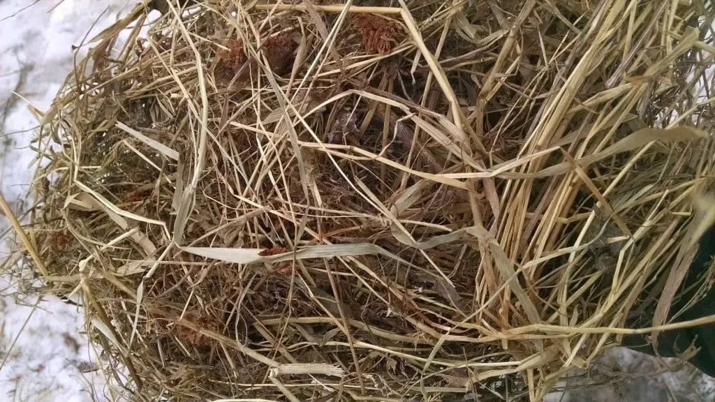 zoom-in-hay