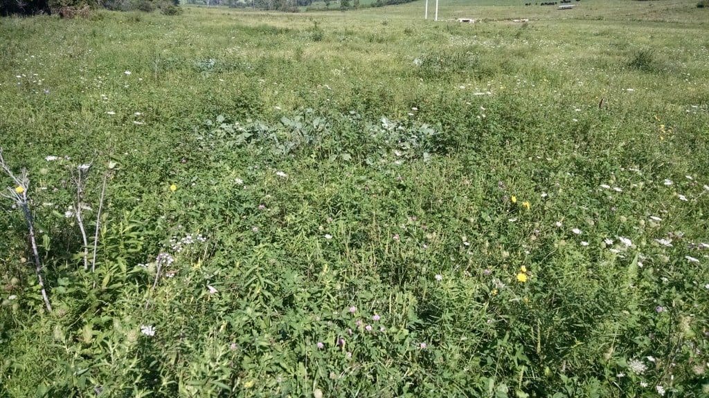 after-bale-grazing-aug-2016