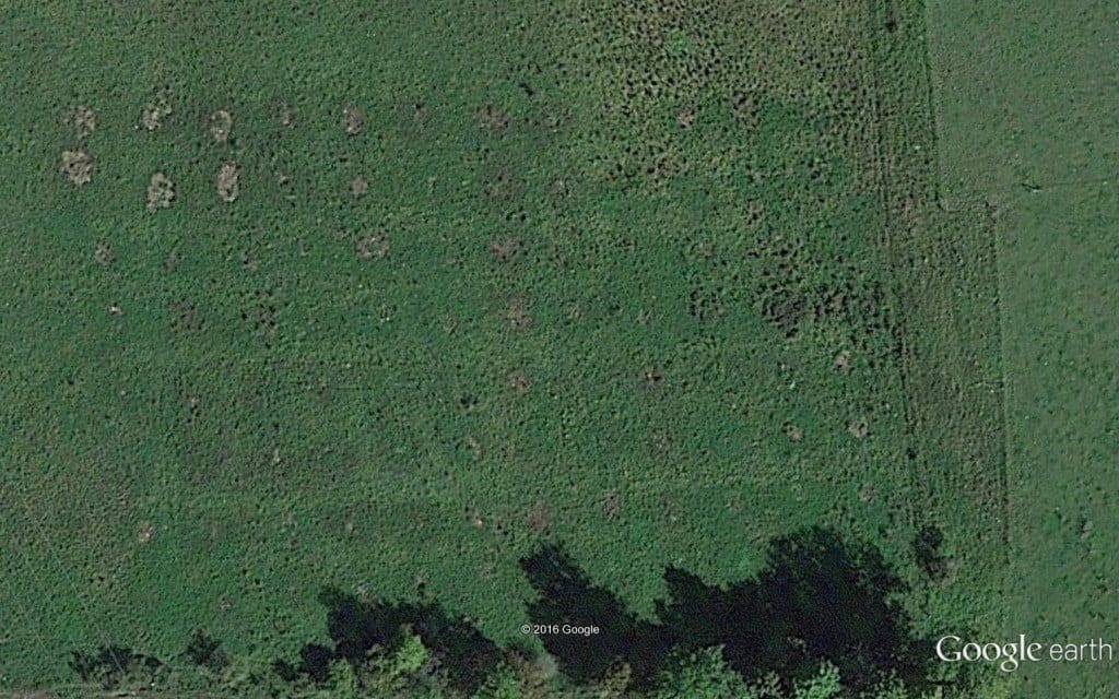 bale-grazing-aerial
