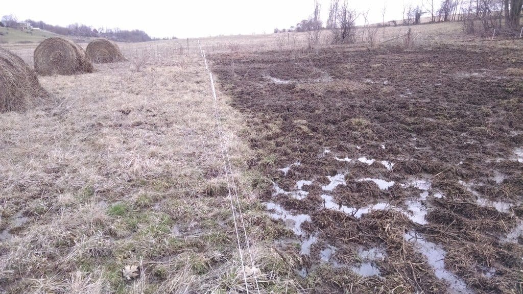 bale-grazing-march-2016