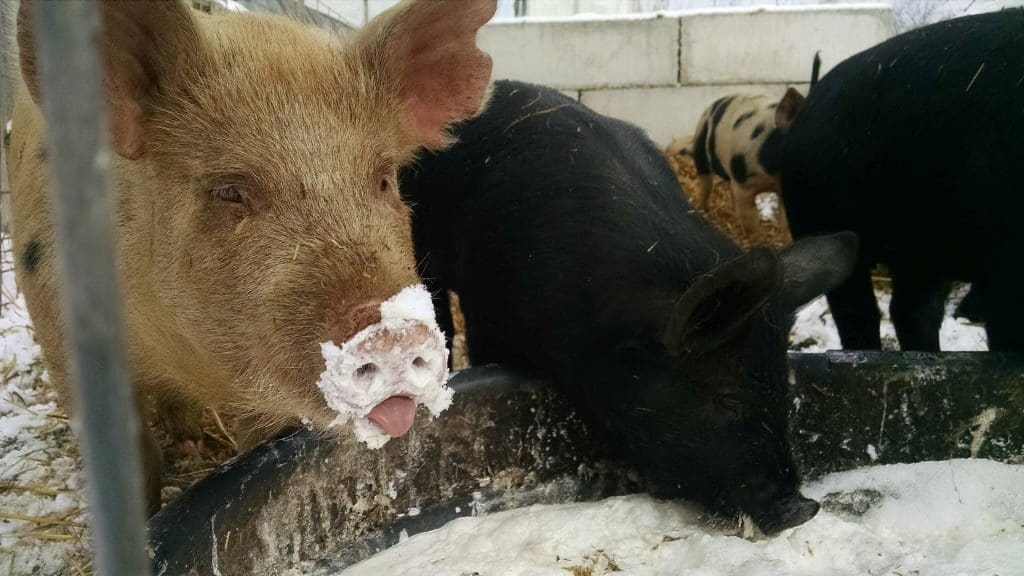 piglets-drinking-cream